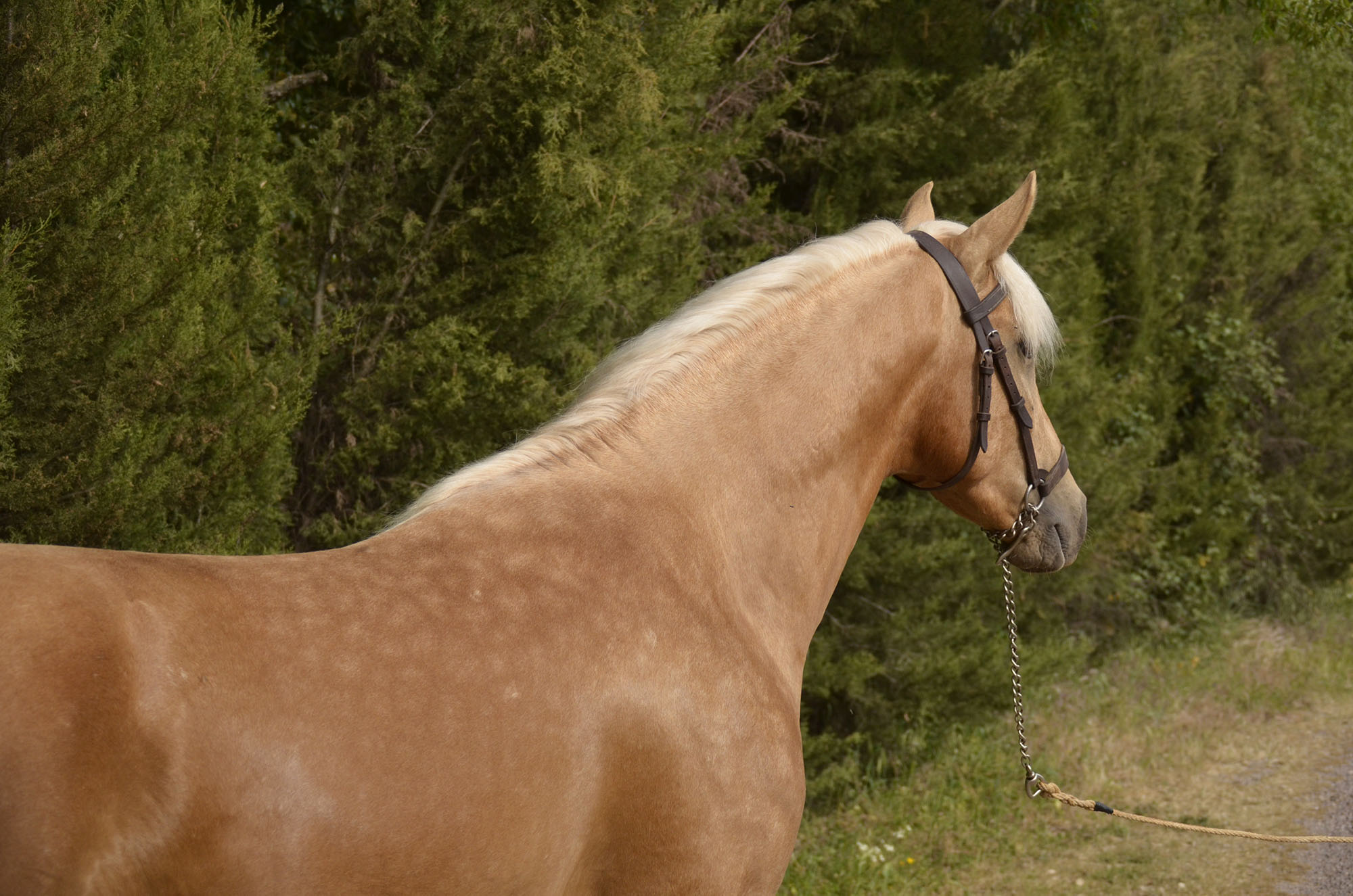 Caballo en Venta