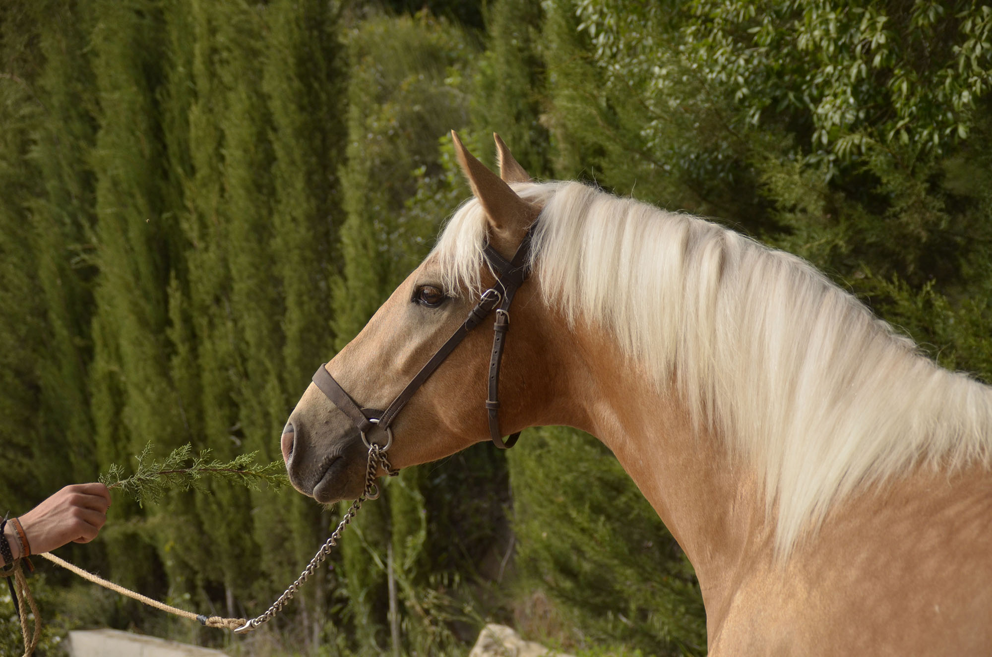 Caballo en Venta