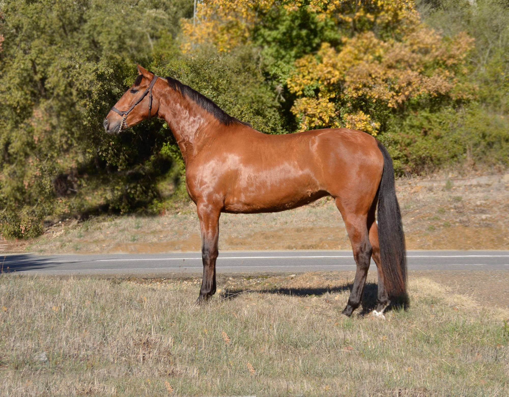 Caballo en Venta