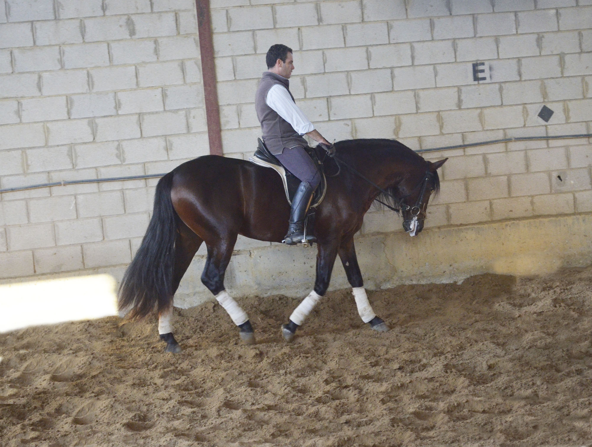 Caballo en Venta