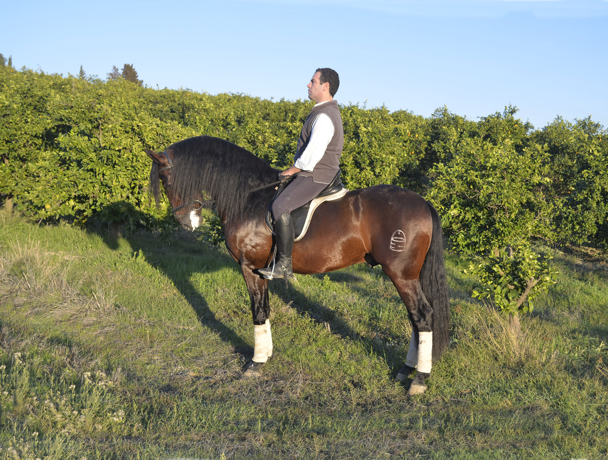 Caballo en Venta