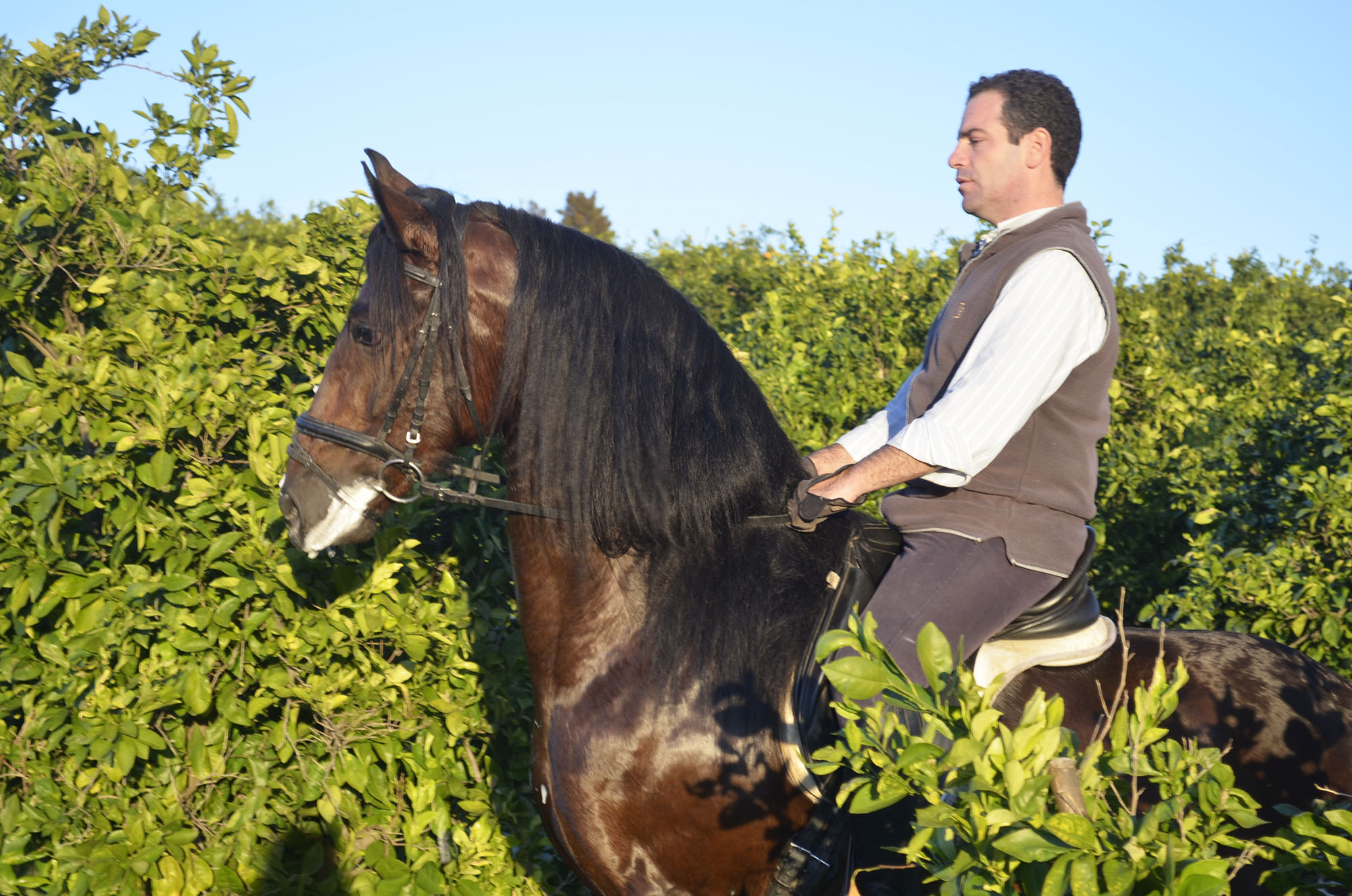 Caballo en Venta