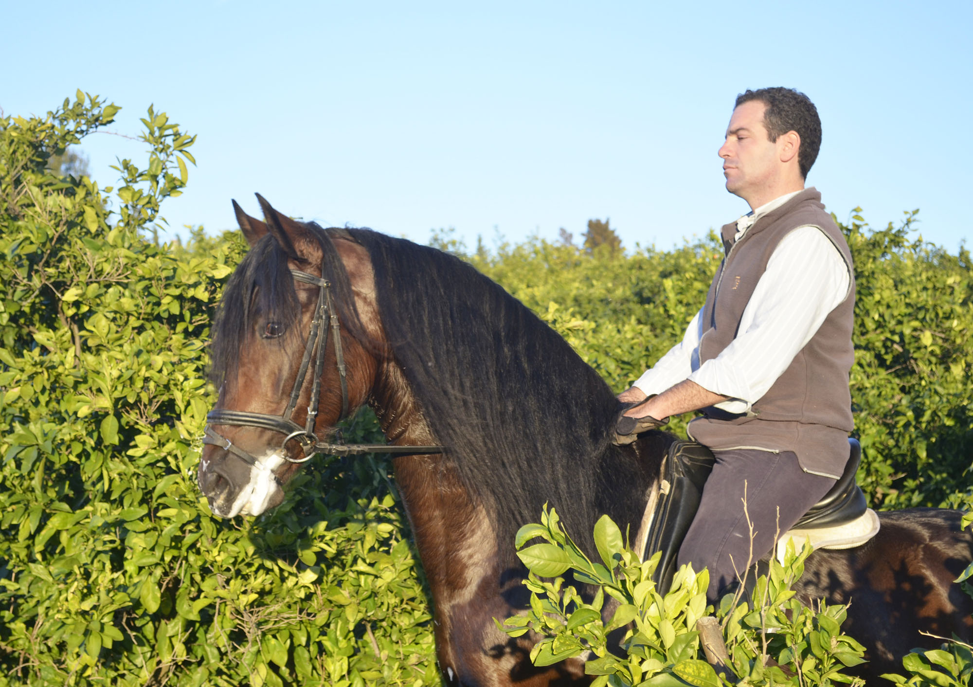 Caballo en Venta