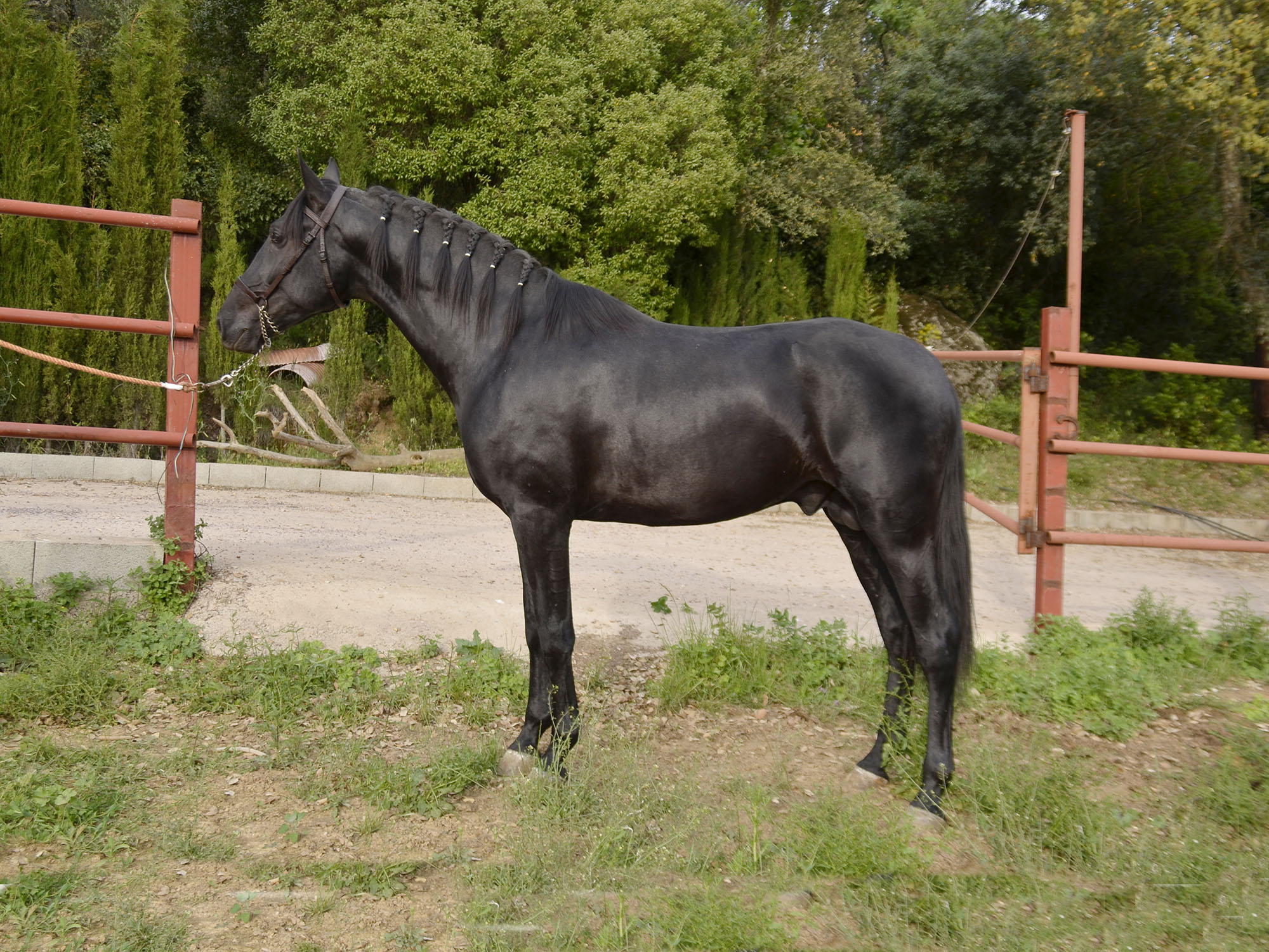 Caballo en Venta