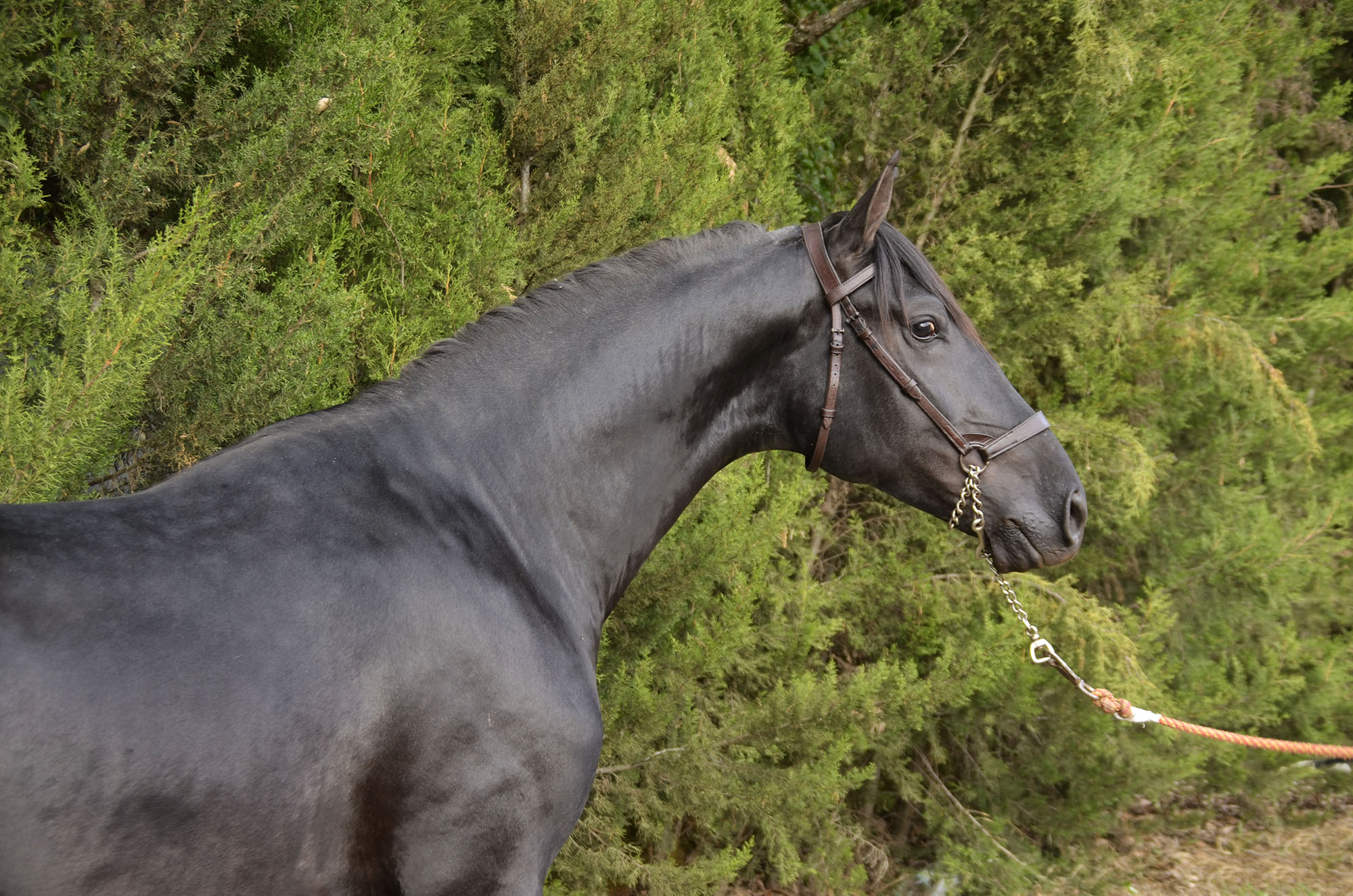 Caballo en Venta
