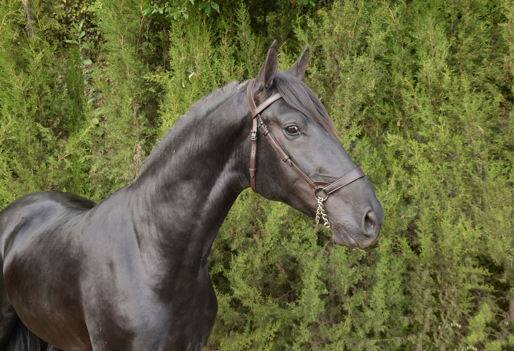 Caballo en Venta