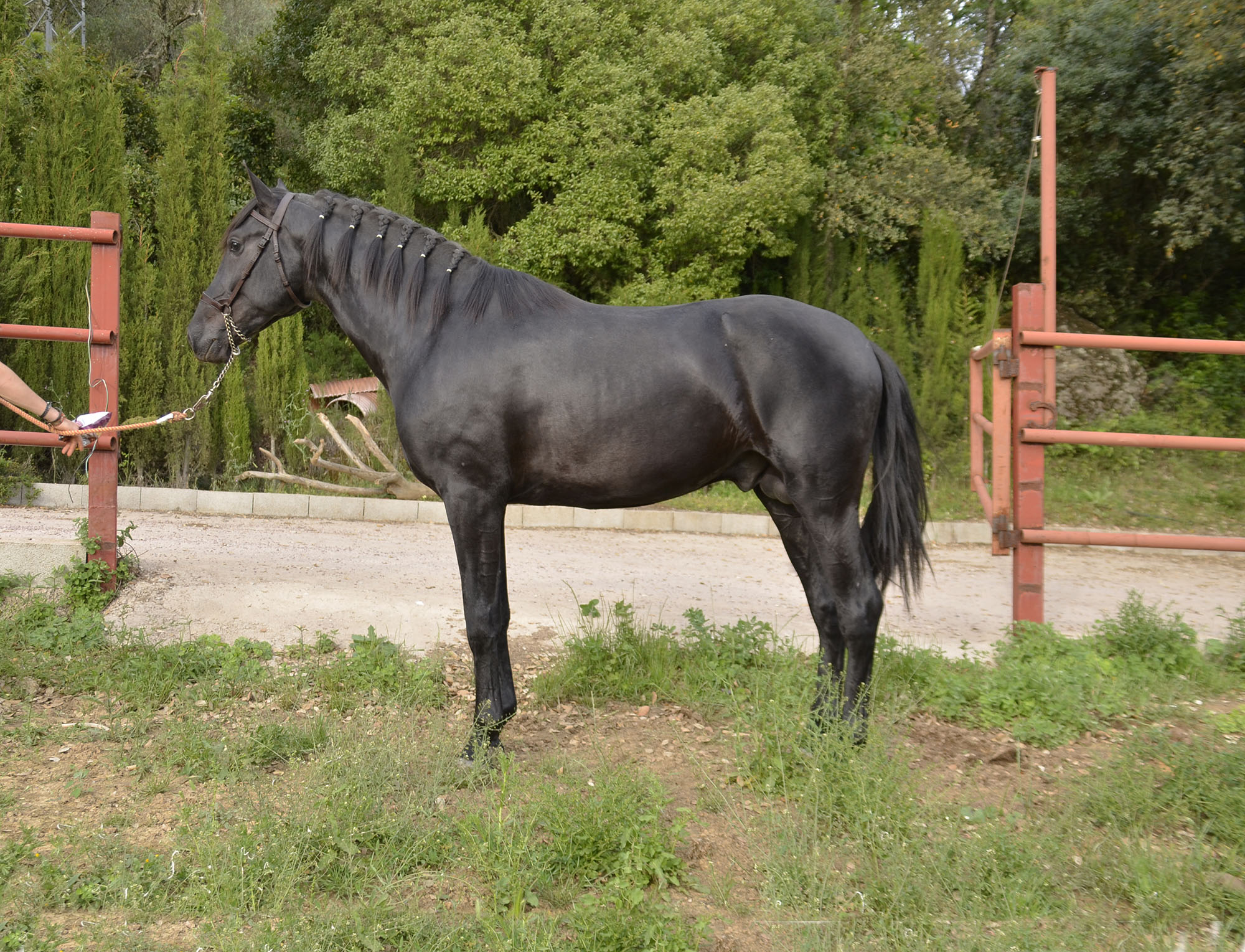 Caballo en Venta