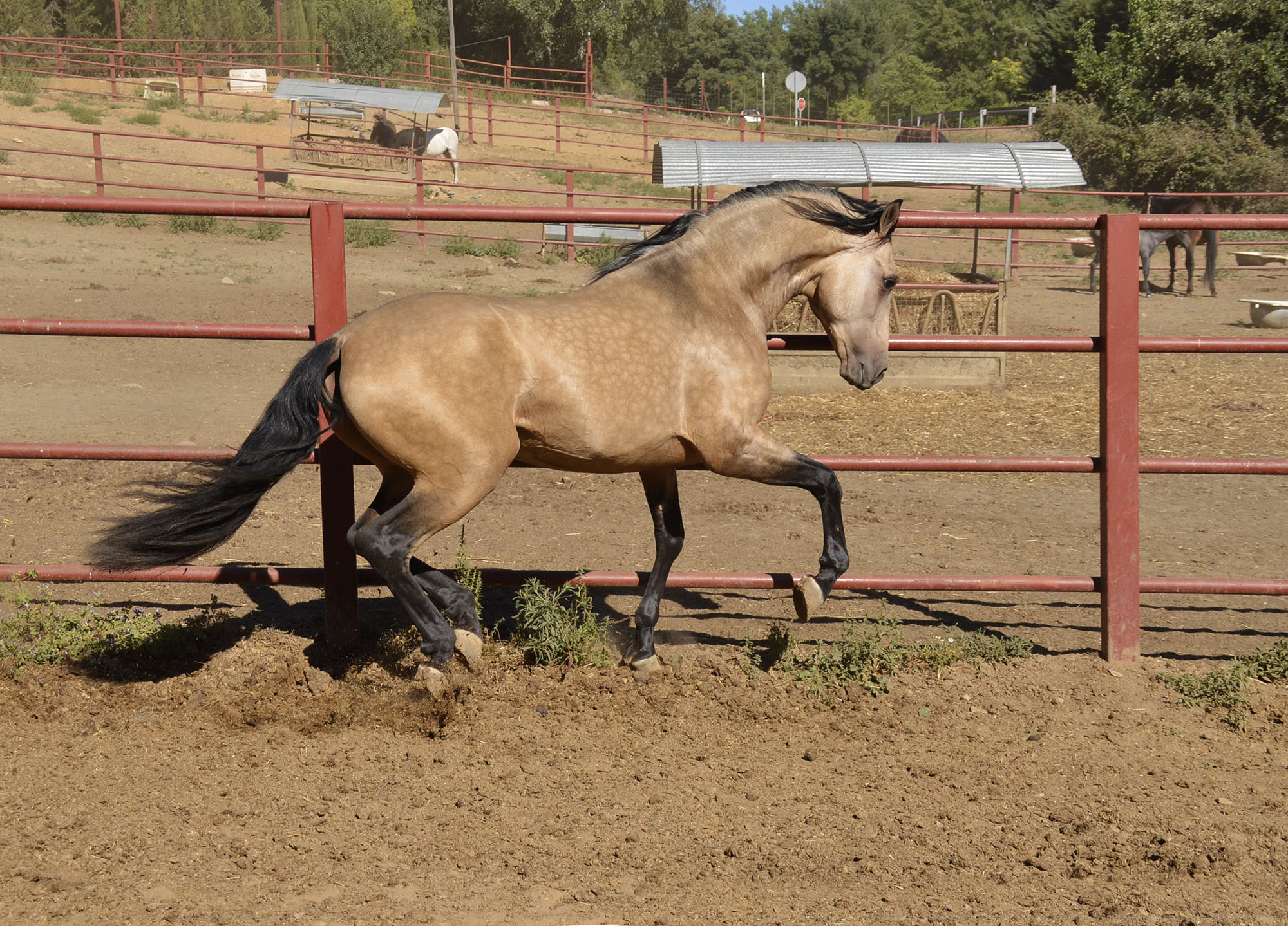 Listado de Caballos en Venta