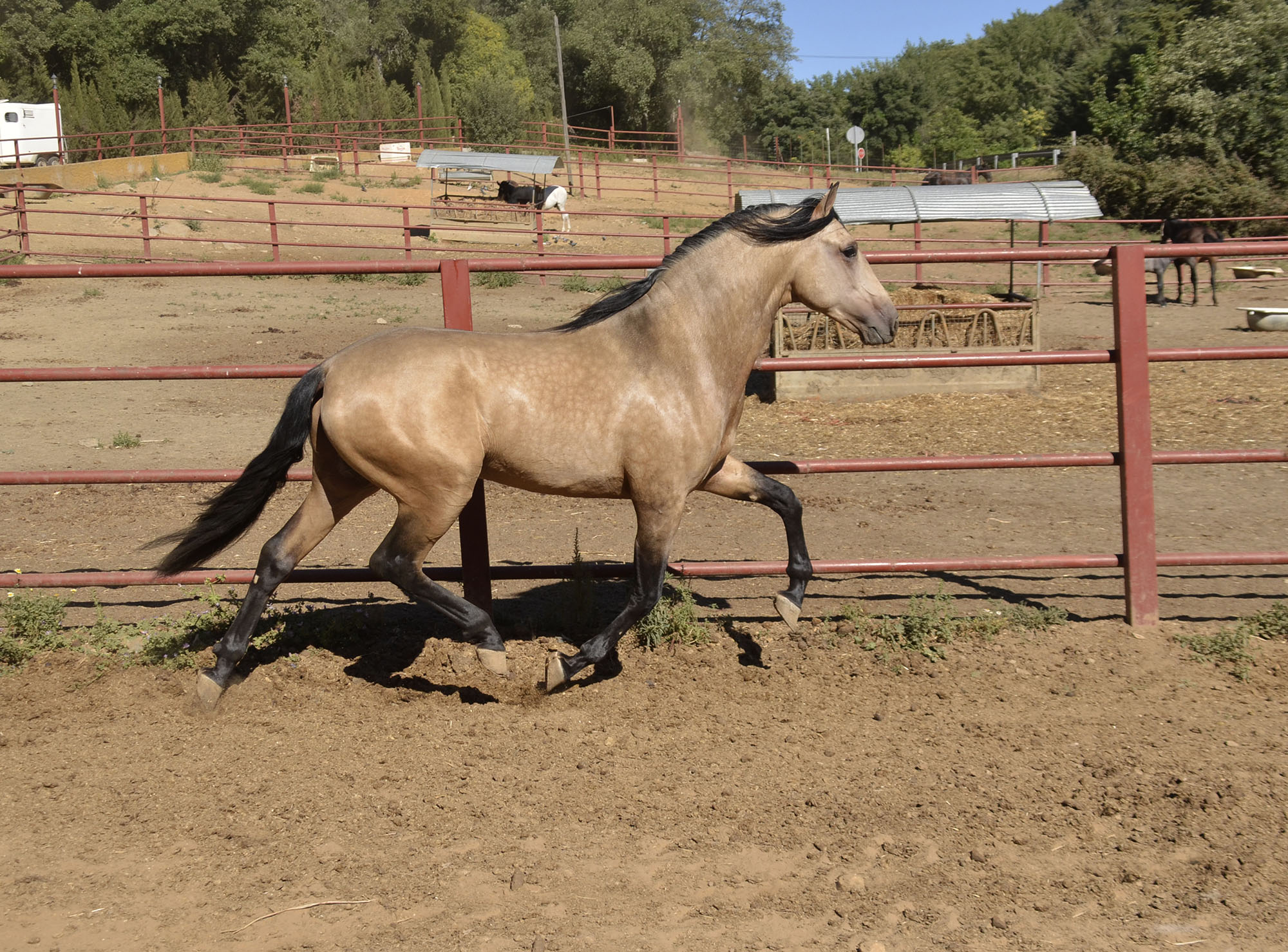 Listado de Caballos en Venta