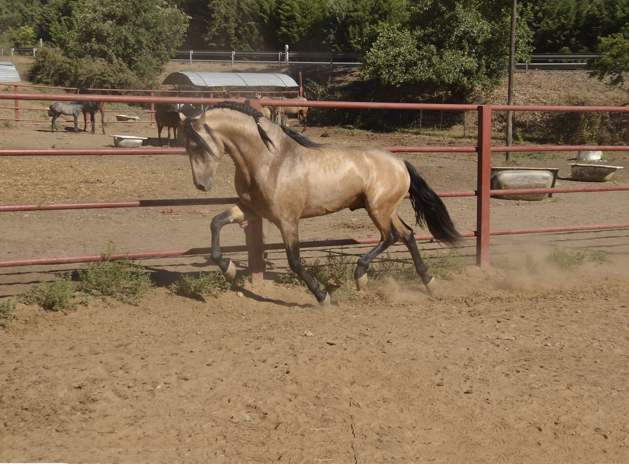 Listado de Caballos en Venta