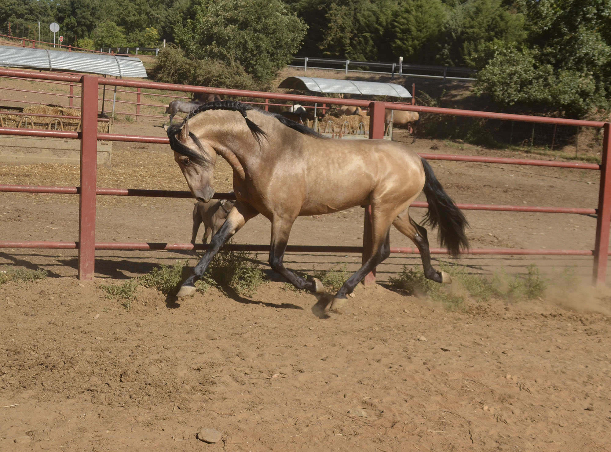 Listado de Caballos en Venta