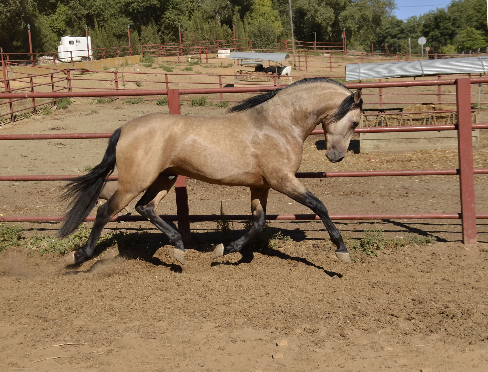 Listado de Caballos en Venta