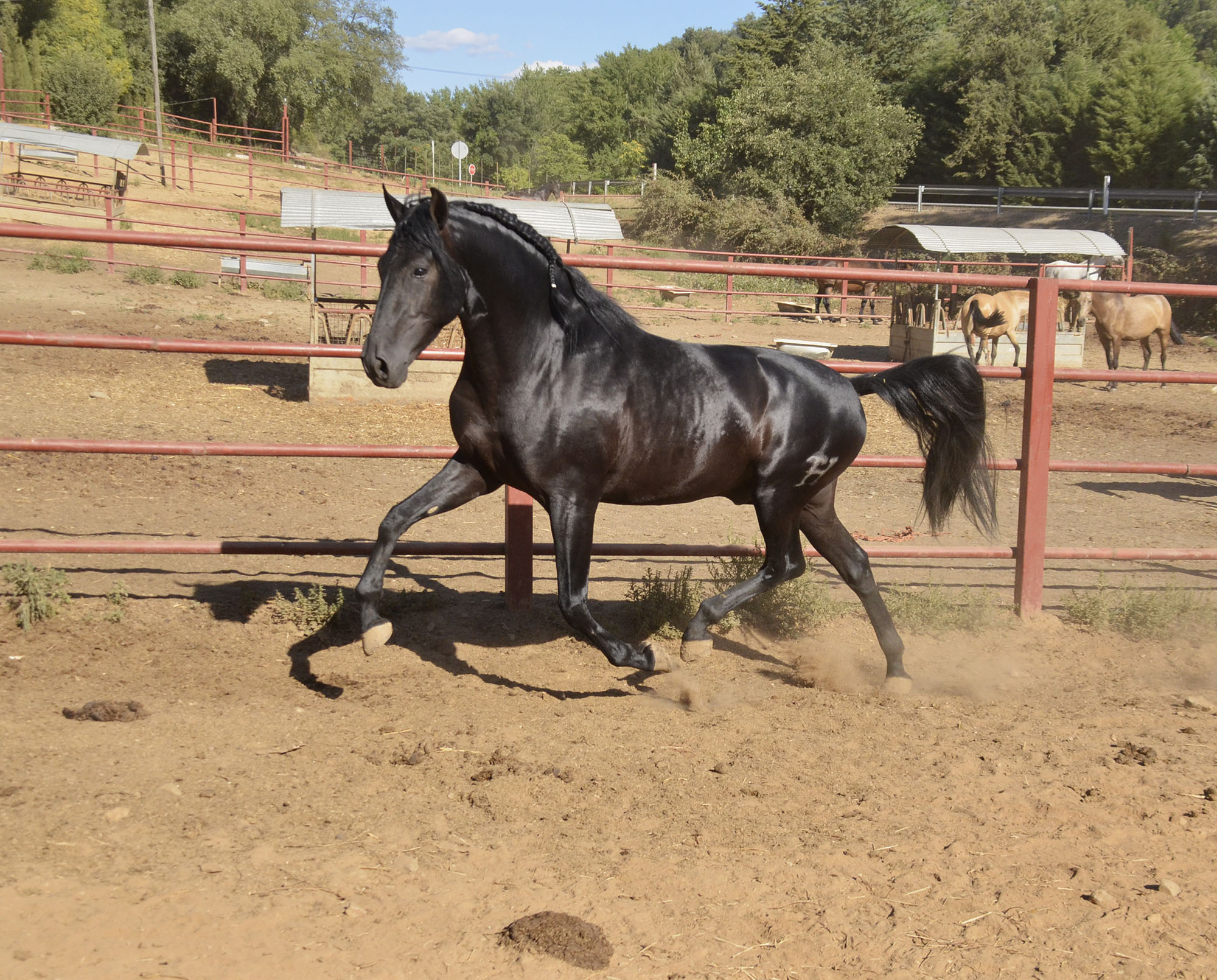 Listado de Caballos en Venta