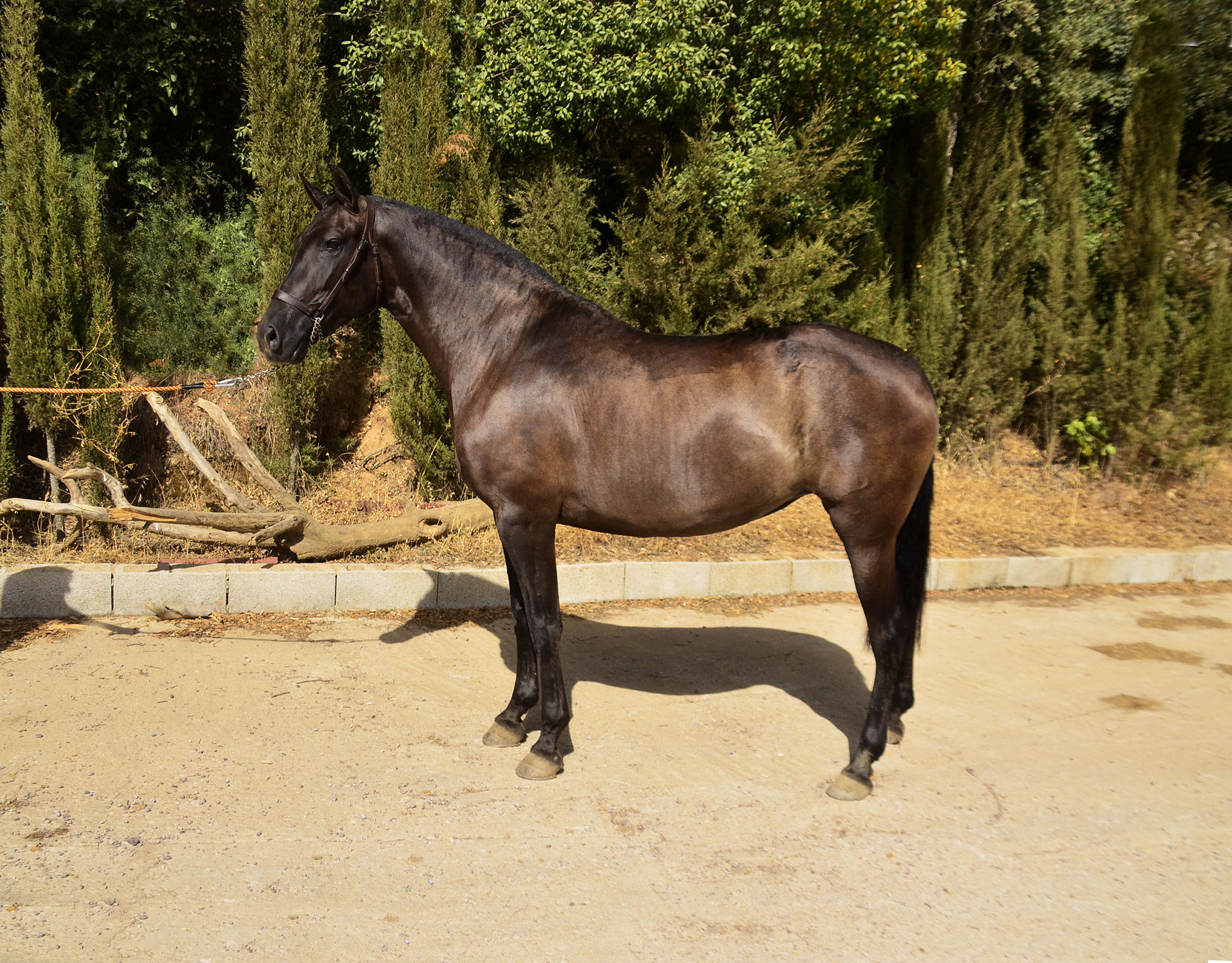 Caballo en Venta