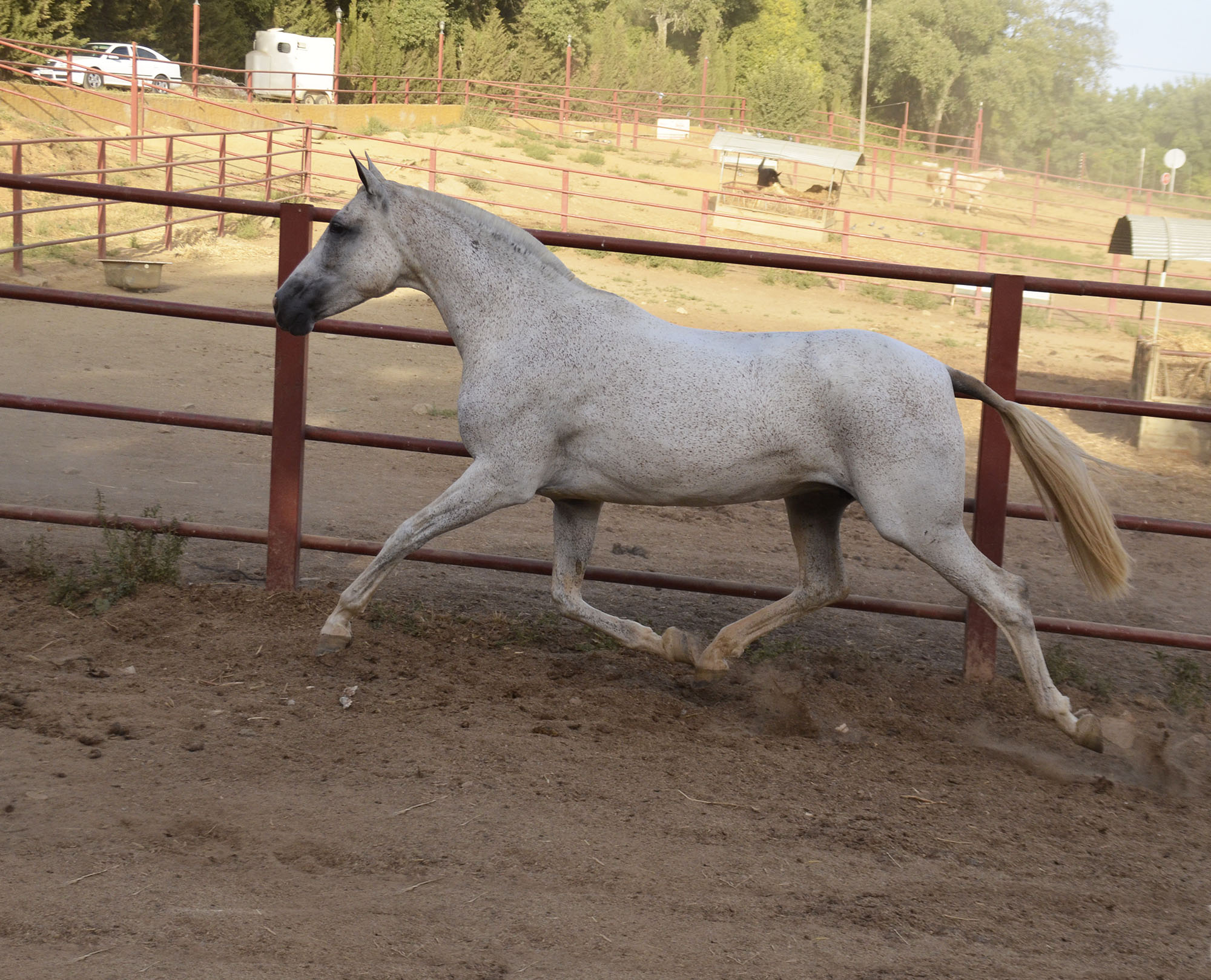 Caballo en Venta