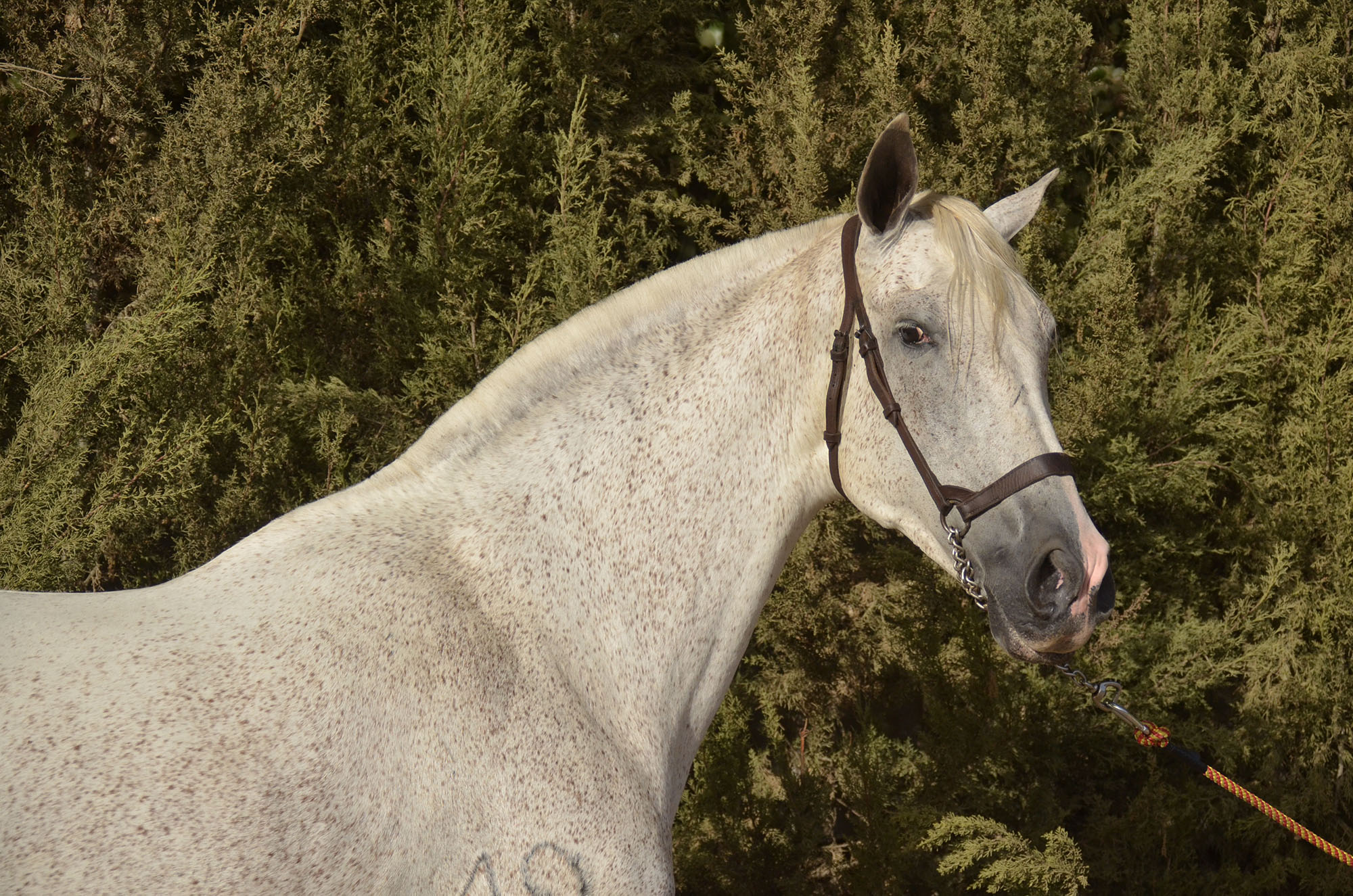 Caballo en Venta