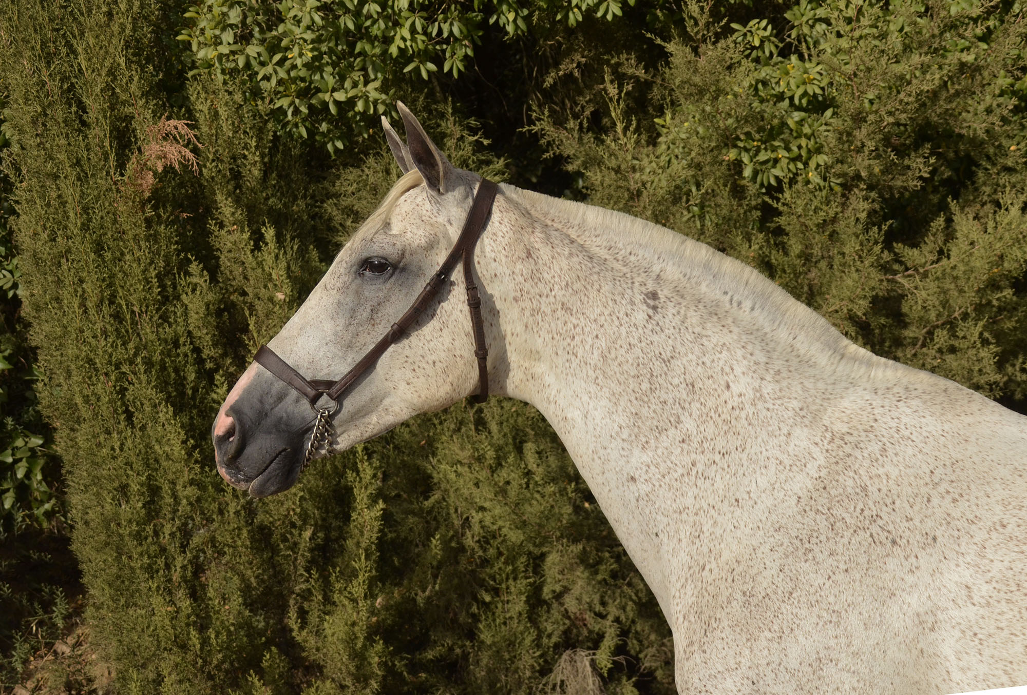 Caballo en Venta