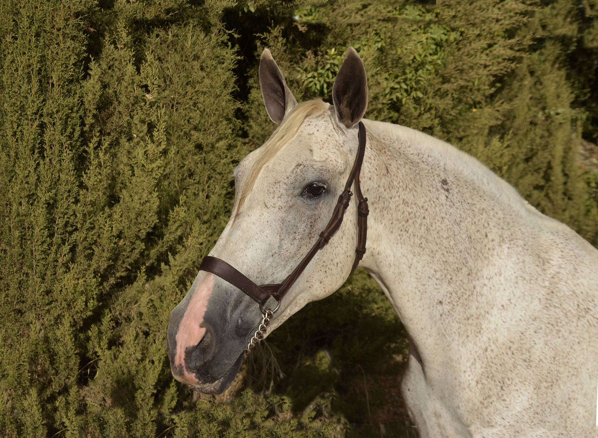 Caballo en Venta