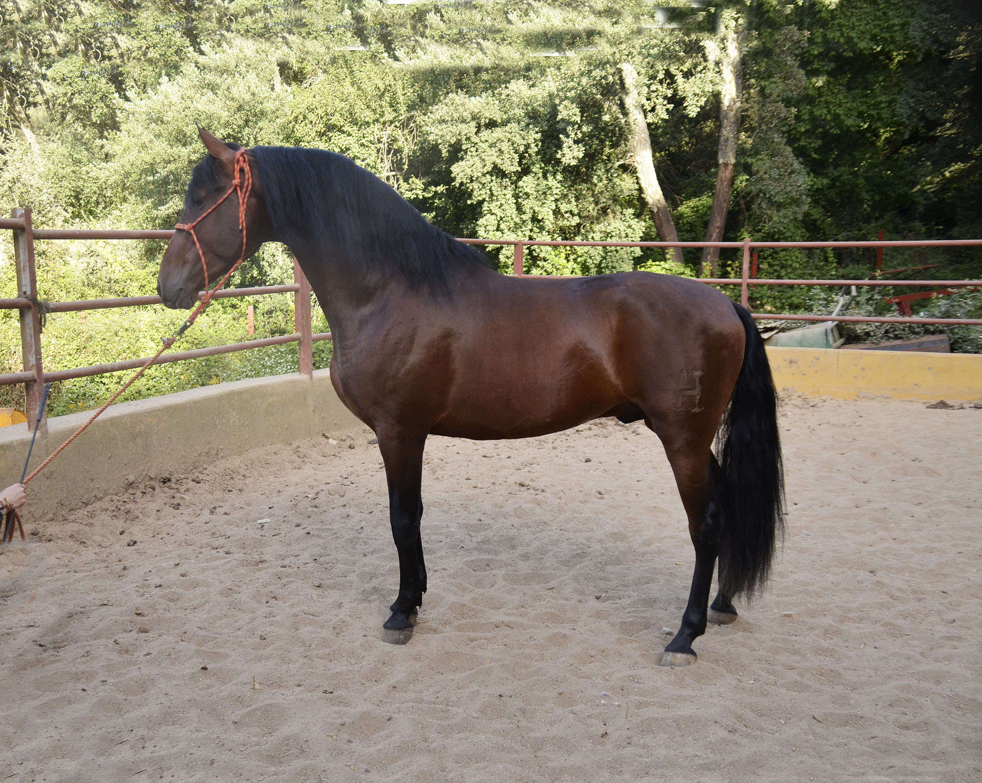 Caballo en Venta