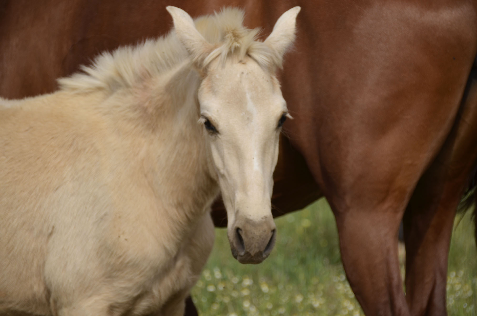 Caballo en Venta