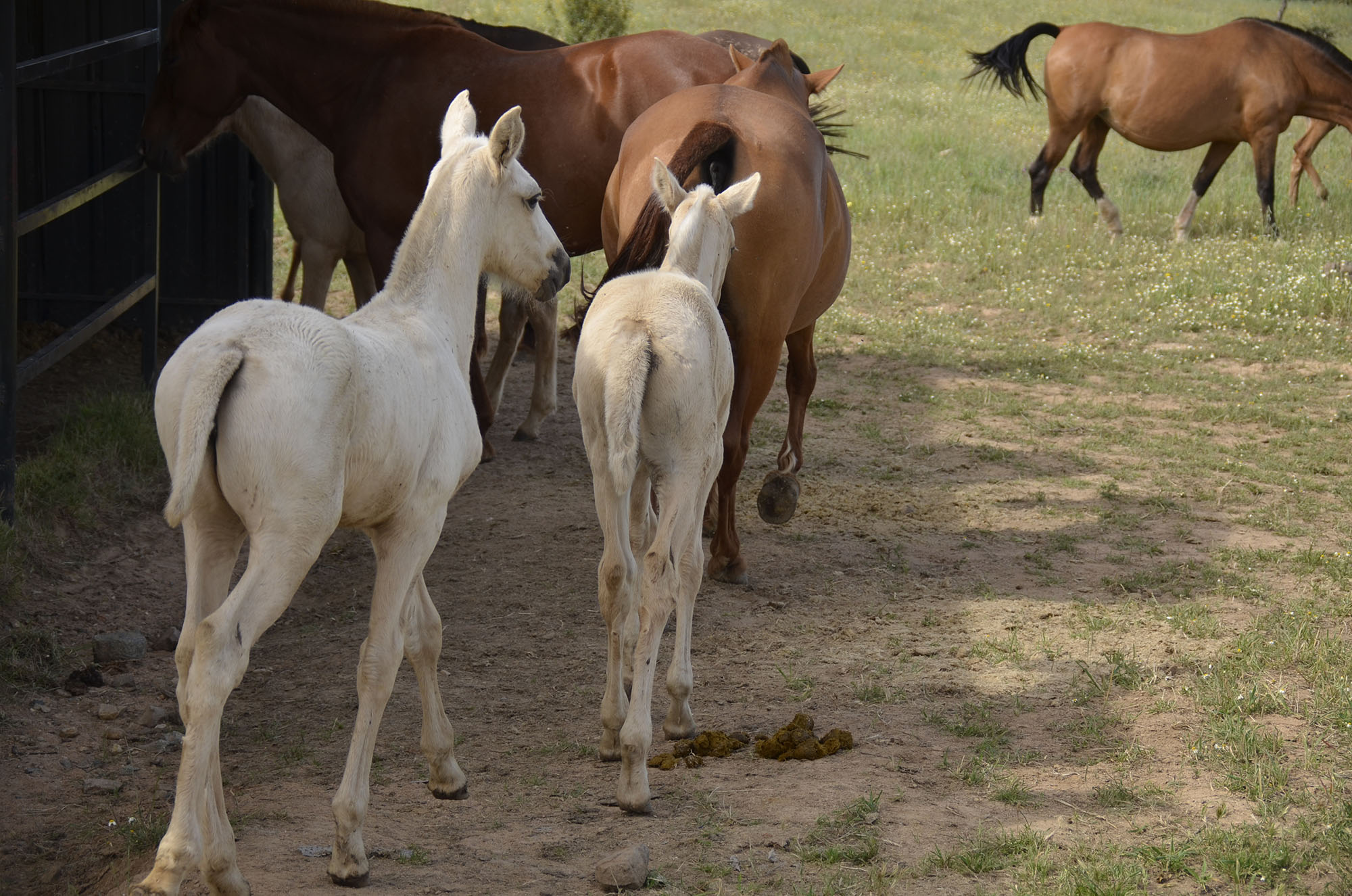 Caballo en Venta