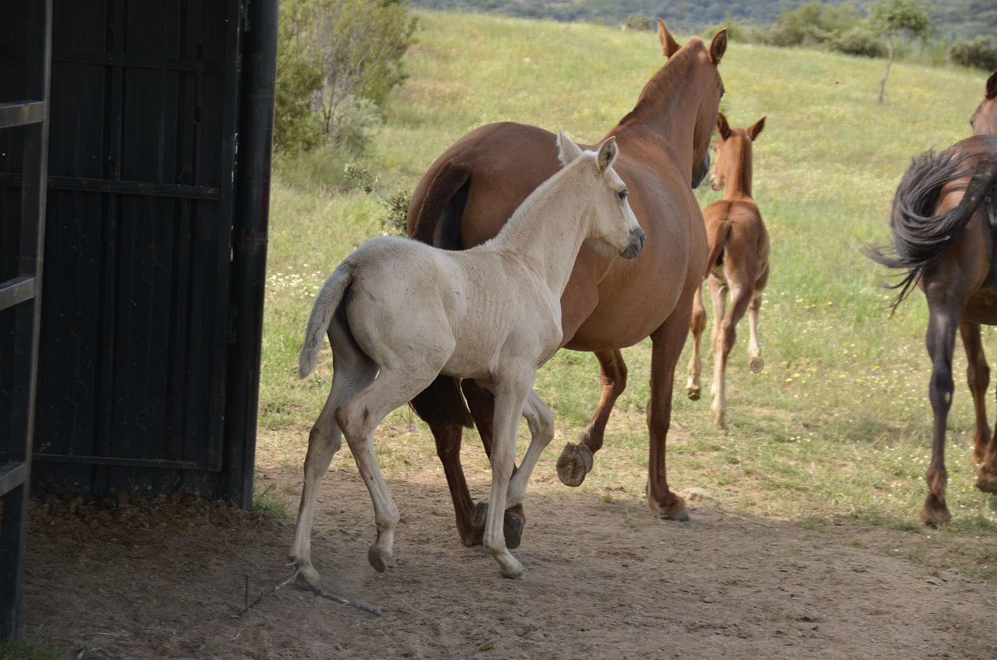 Comprar Caballo