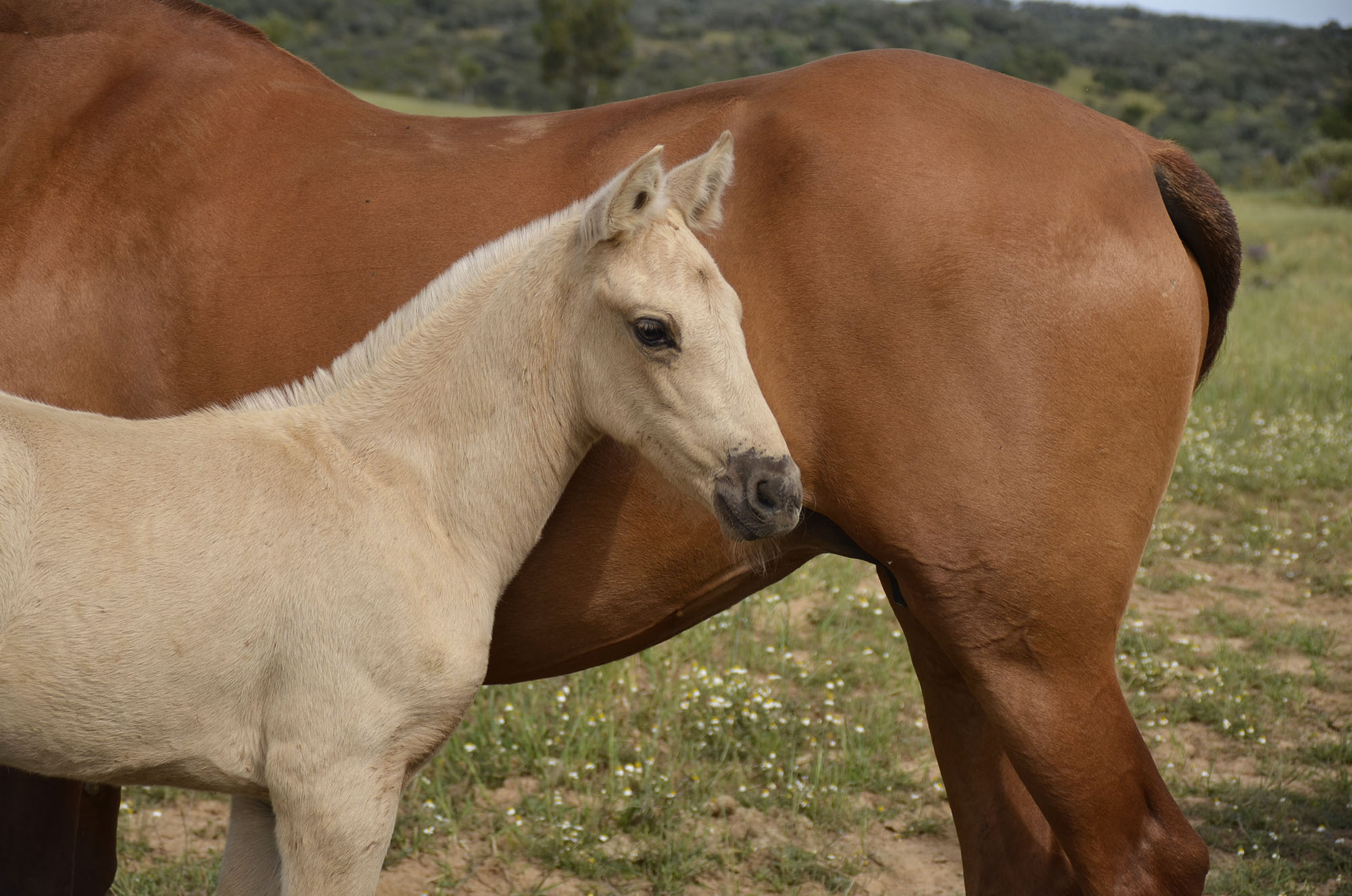 Caballo en Venta