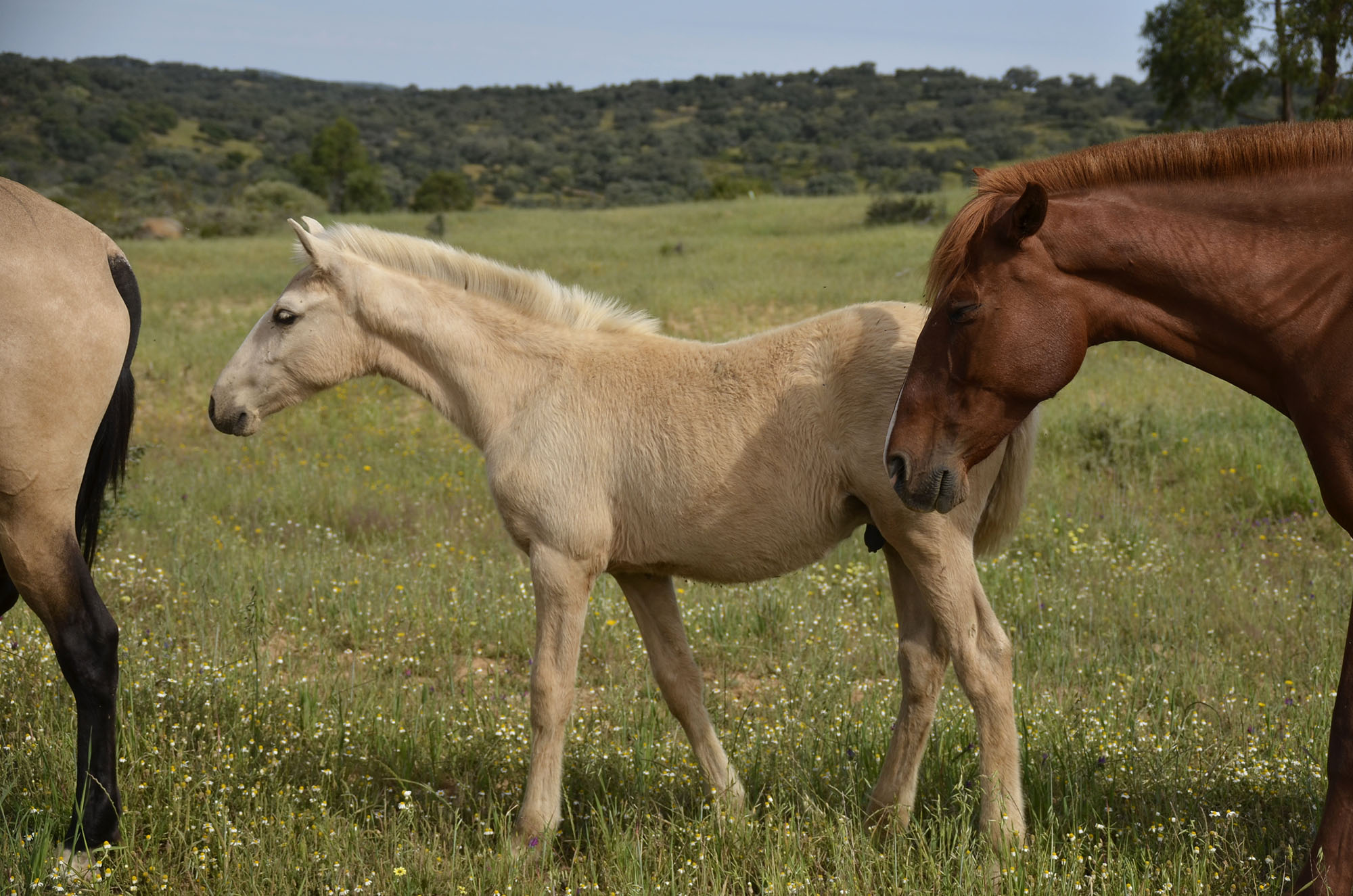 Caballo en Venta