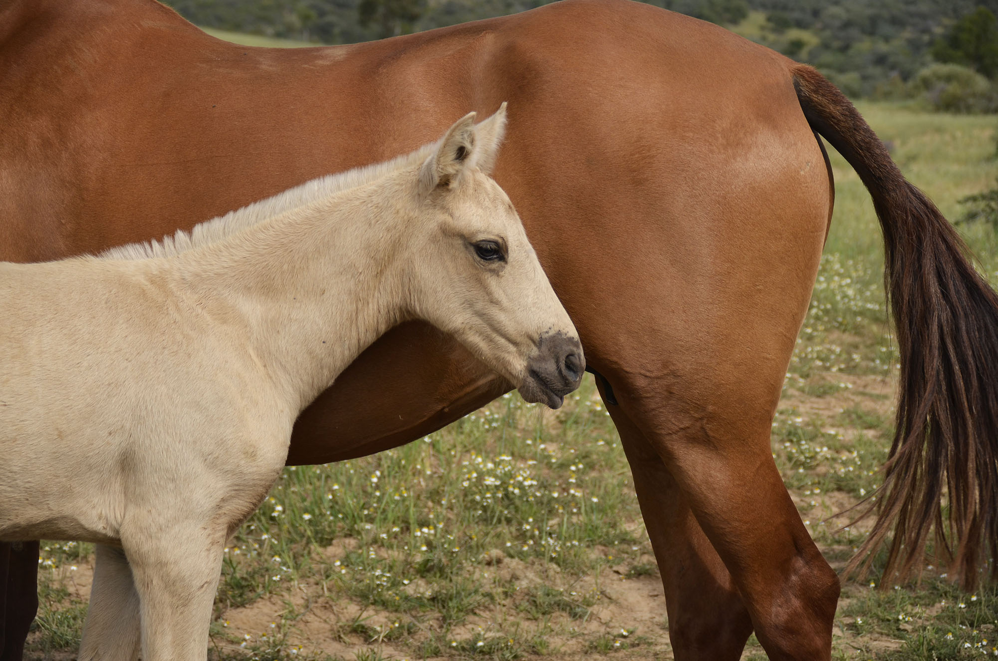 Comprar Caballo