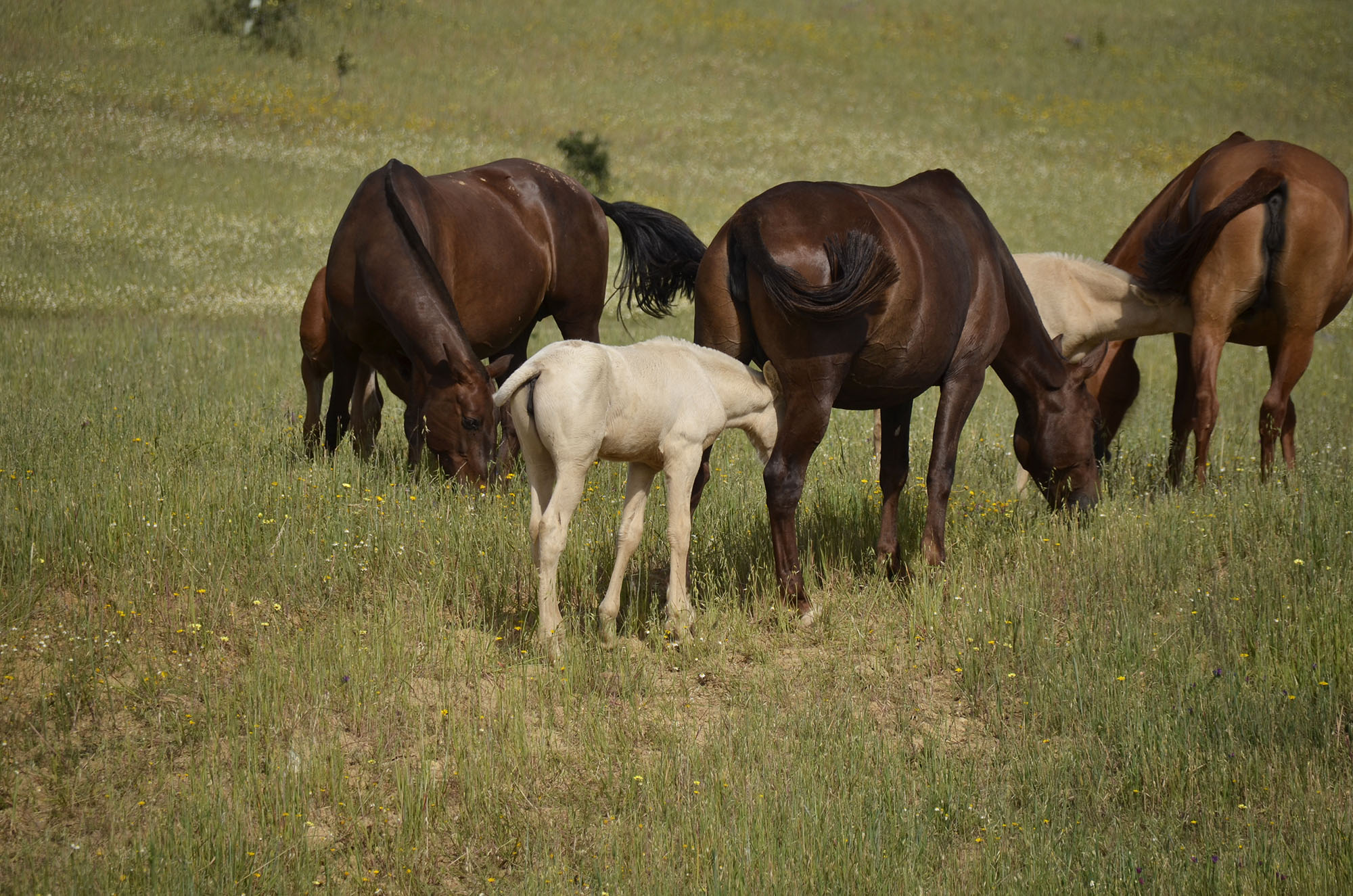 Caballo en Venta