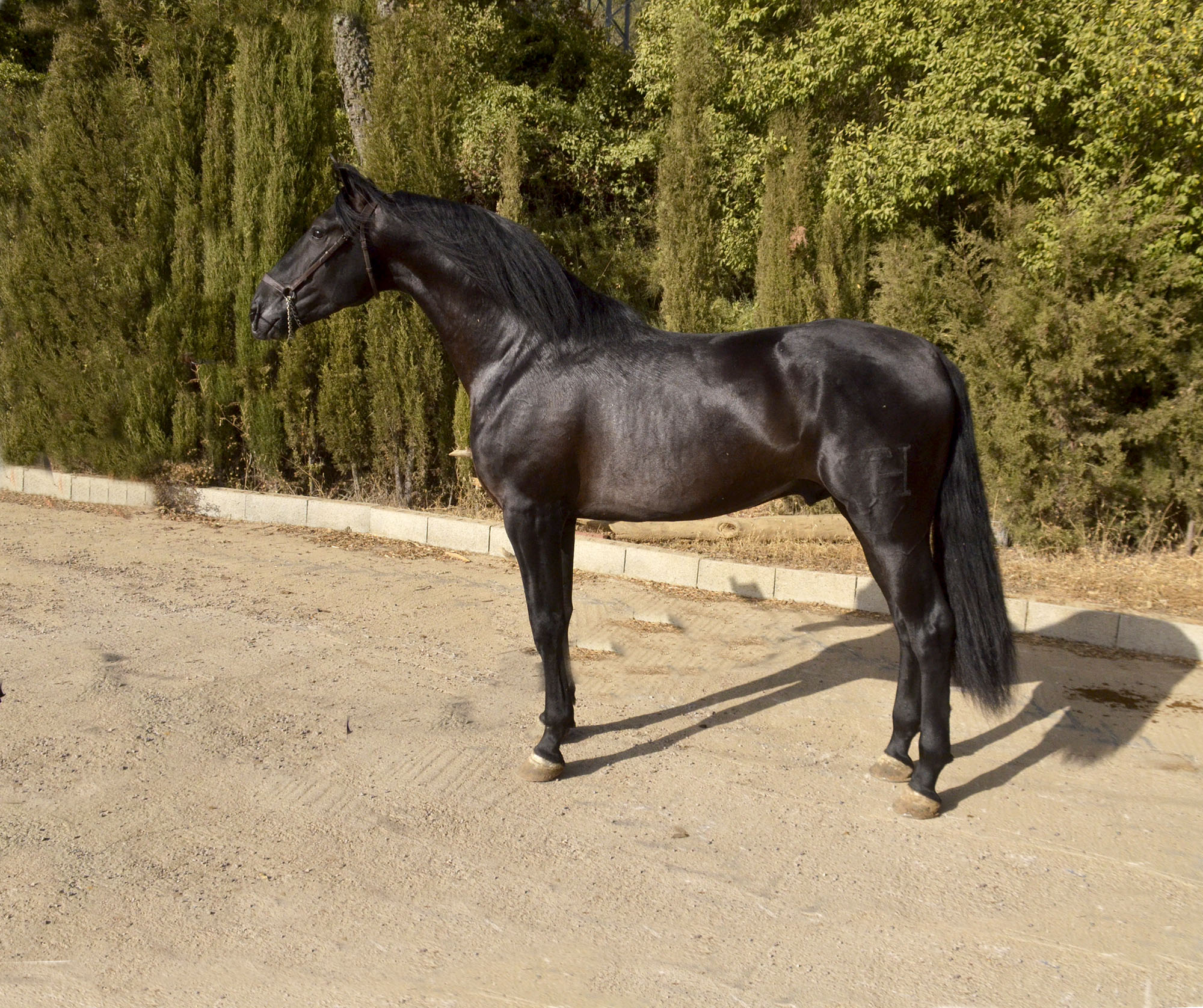 Caballo en Venta
