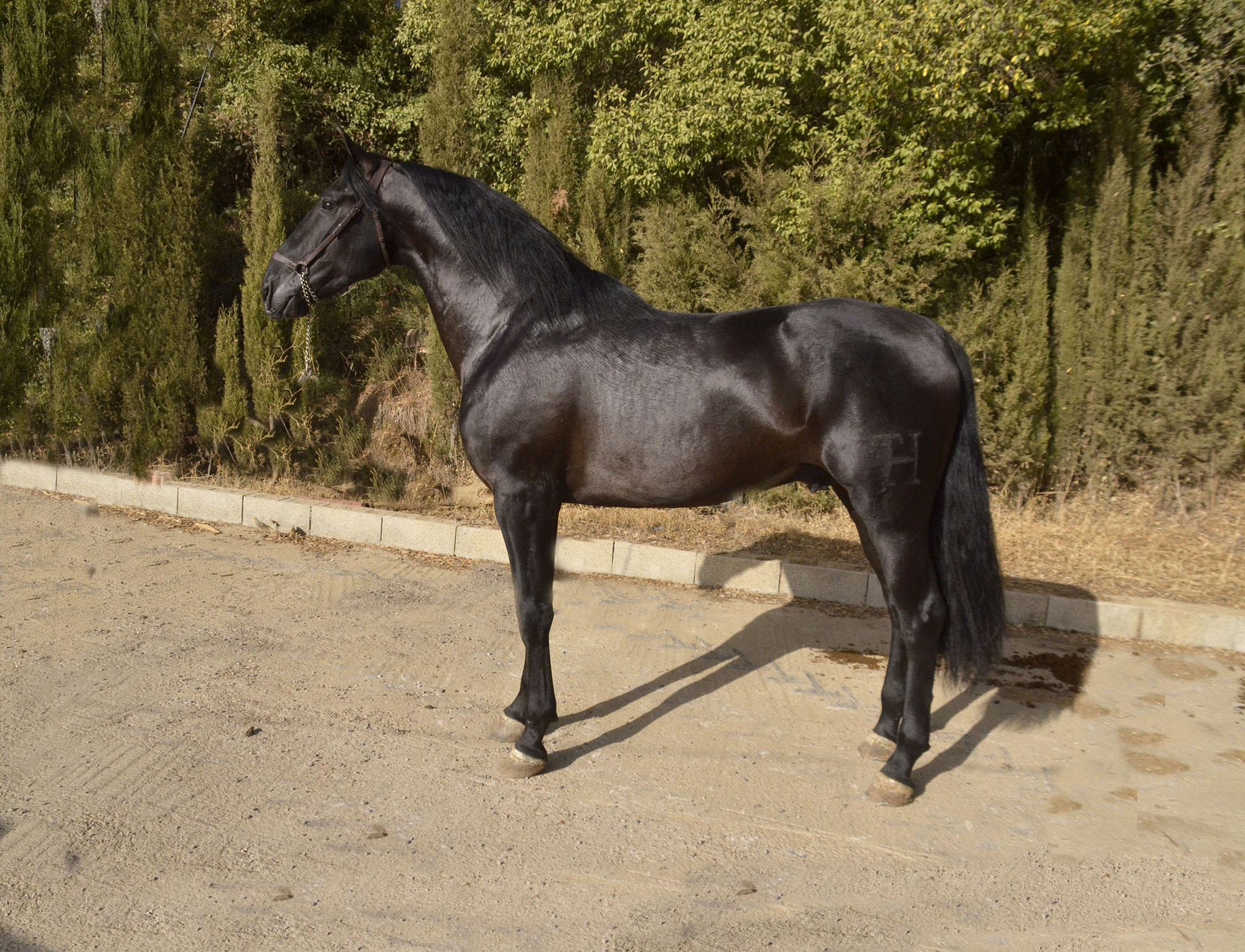 Caballo en Venta