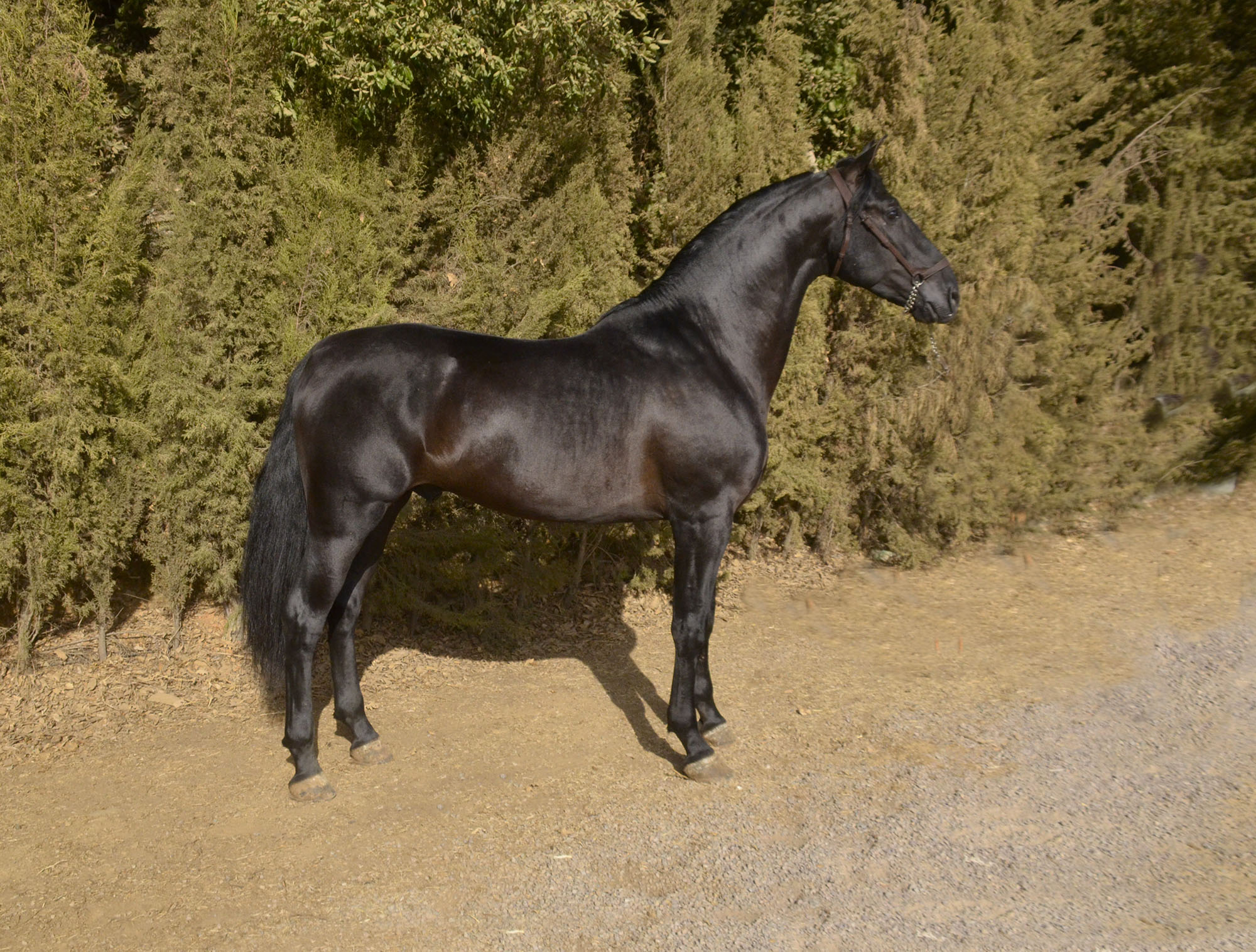 Caballo en Venta