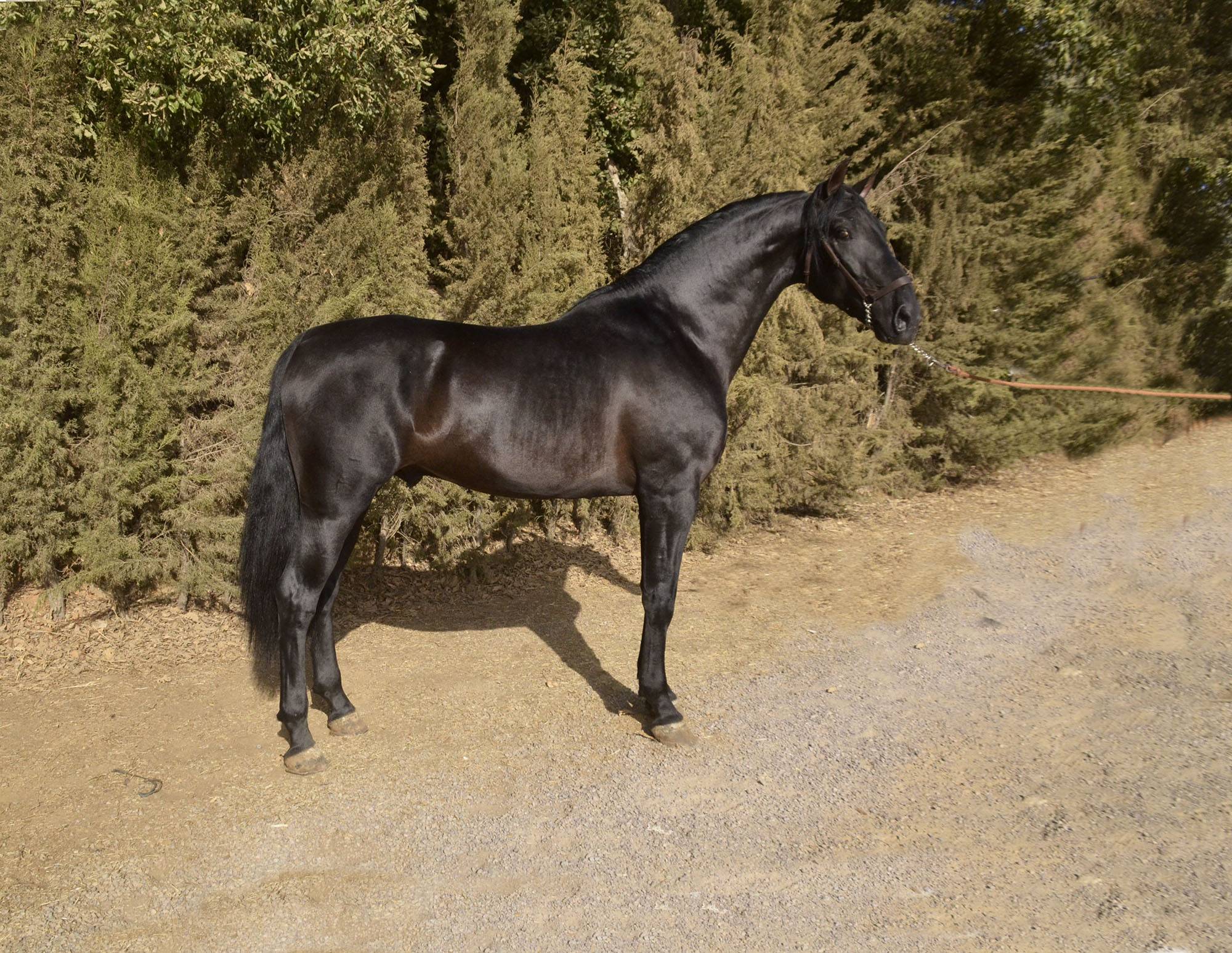 Caballo en Venta