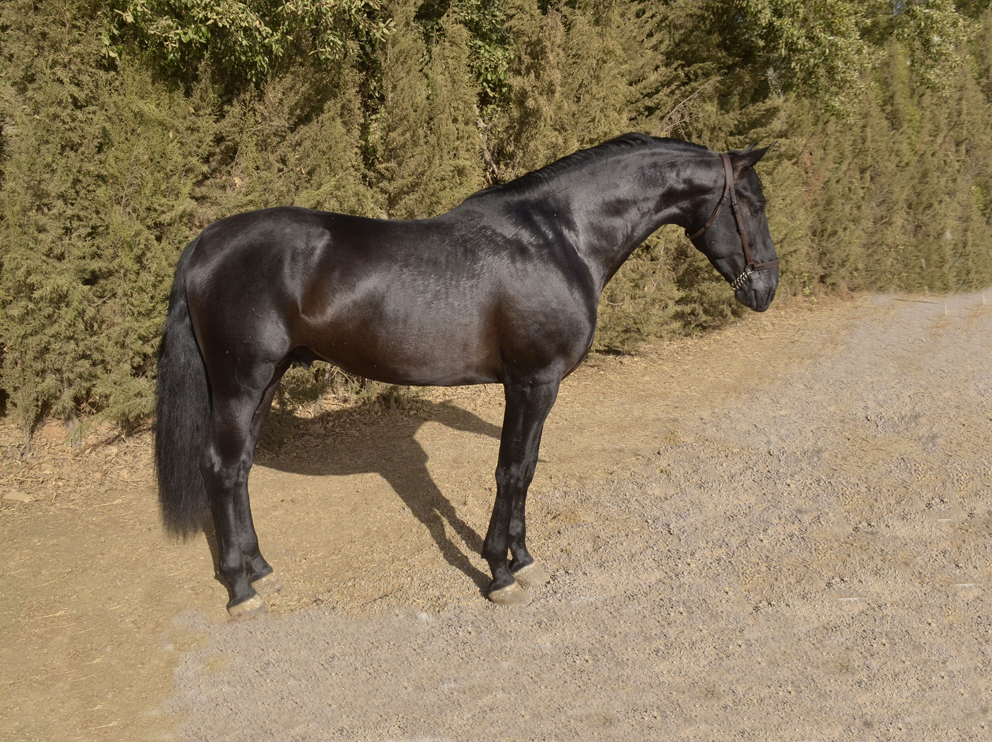 Caballo en Venta