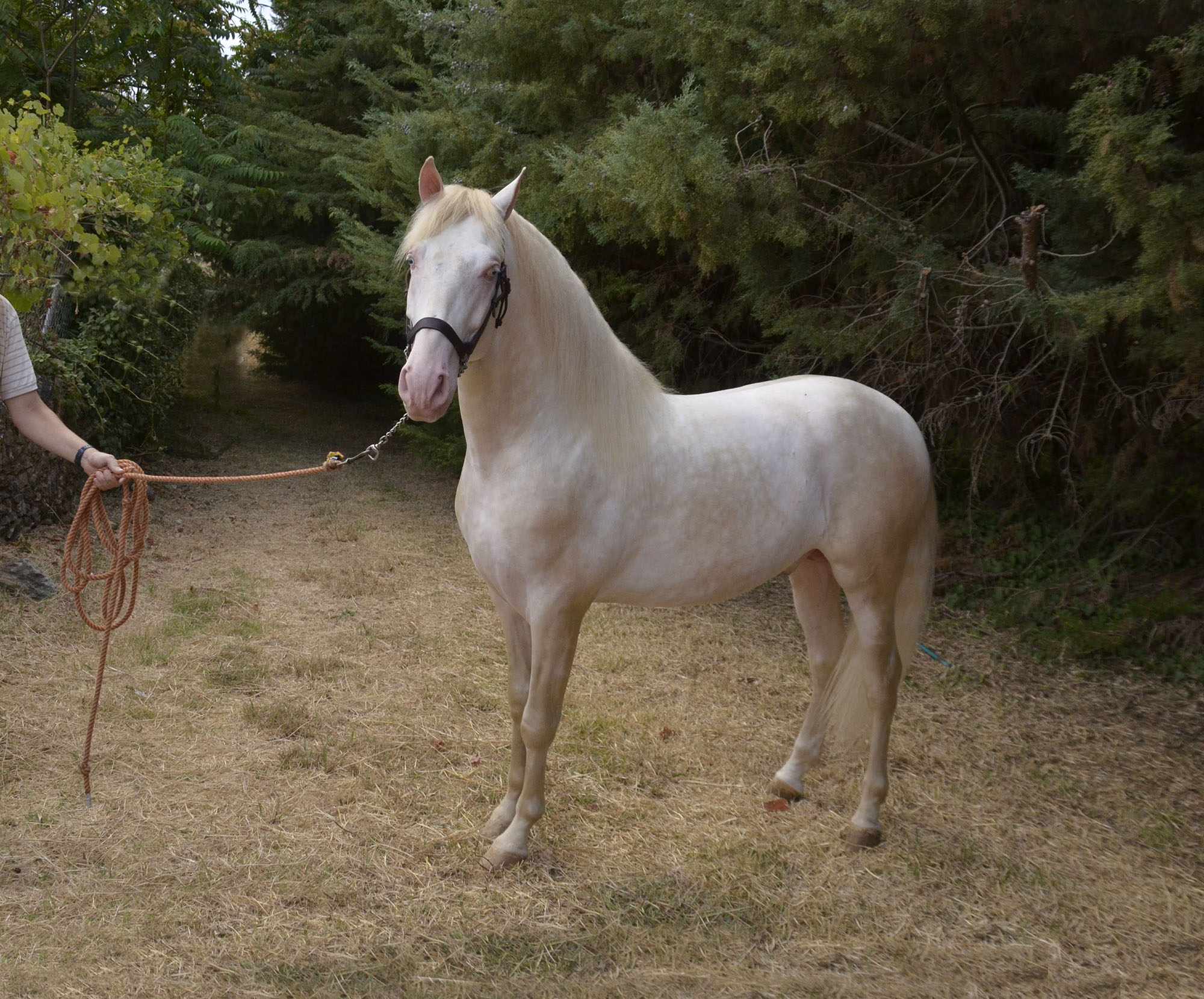 Listado de Caballos en Venta