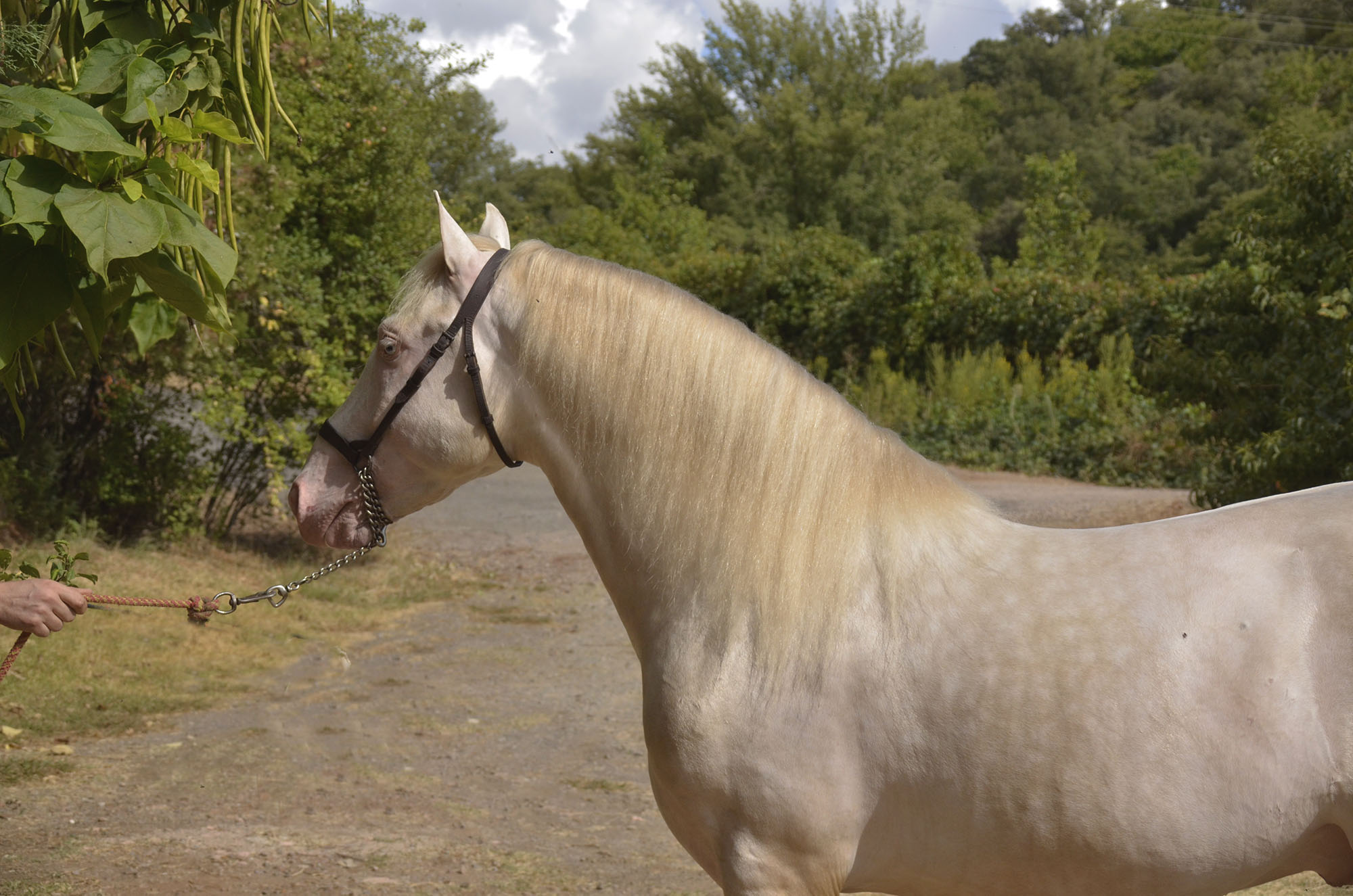 Listado de Caballos en Venta