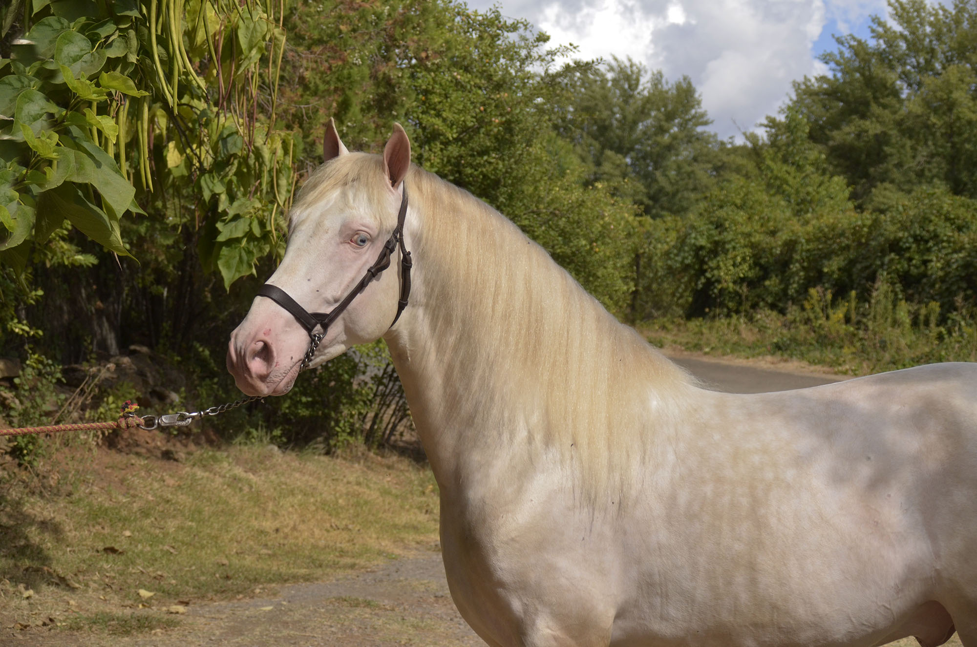 Listado de Caballos en Venta