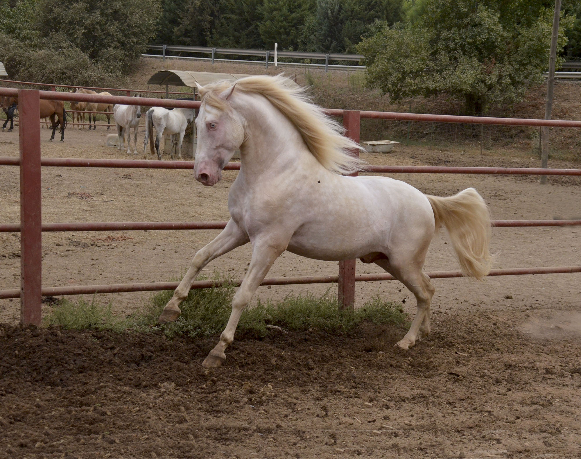 Listado de Caballos en Venta