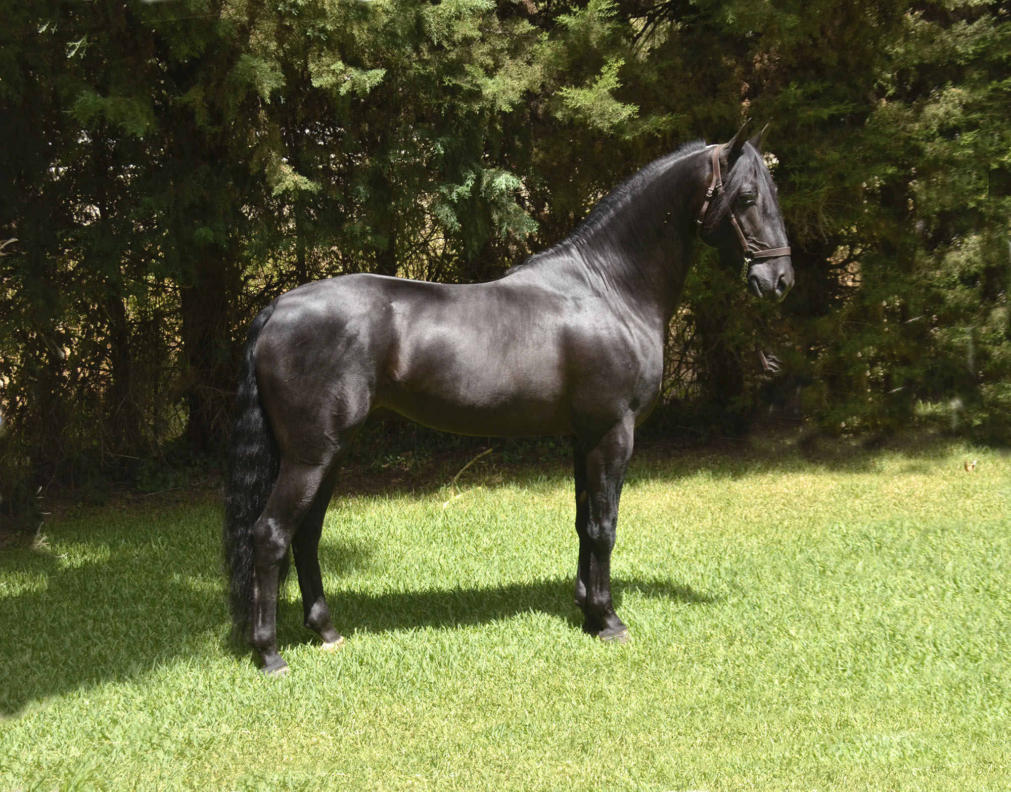 Caballo en Venta
