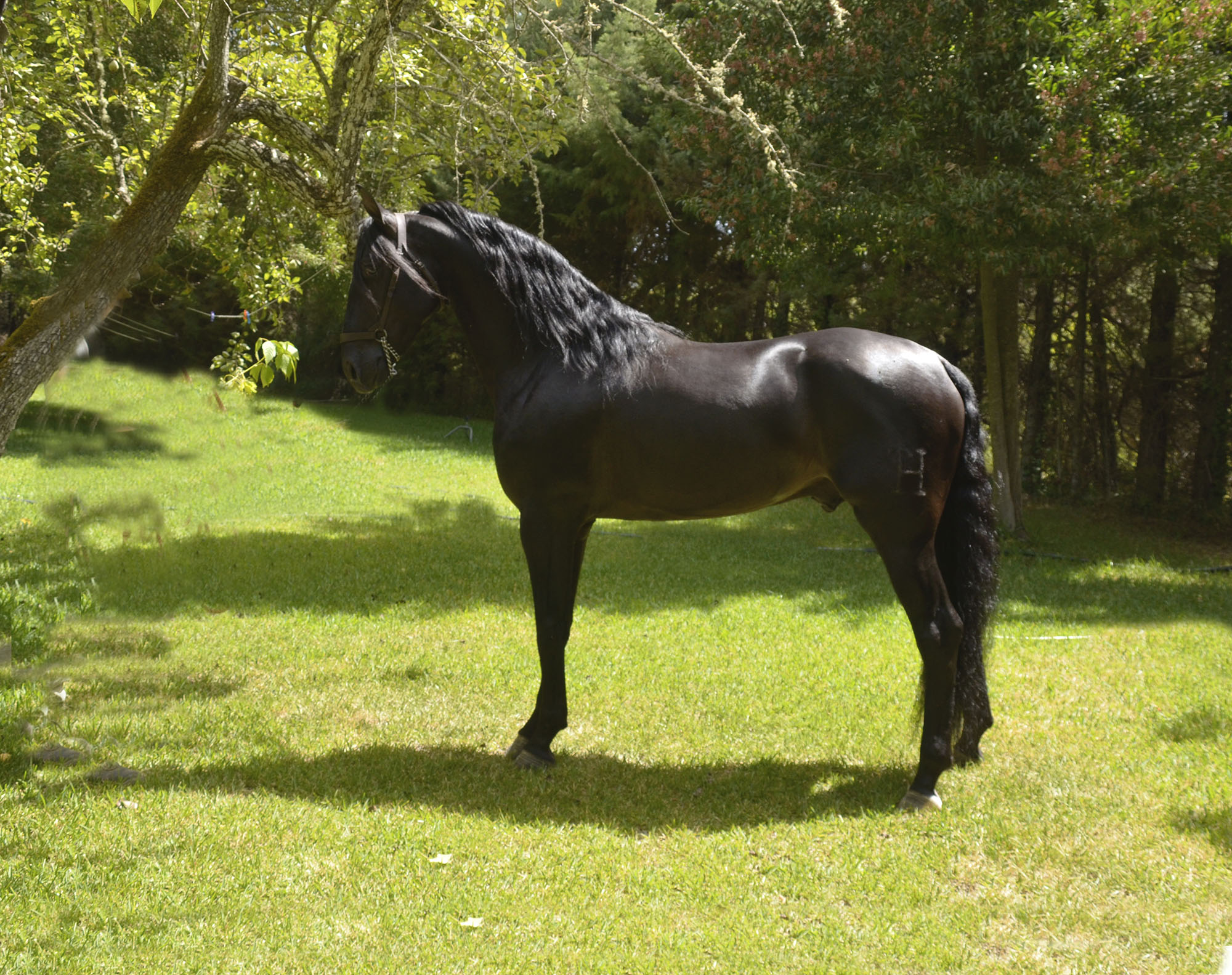 Caballo en Venta