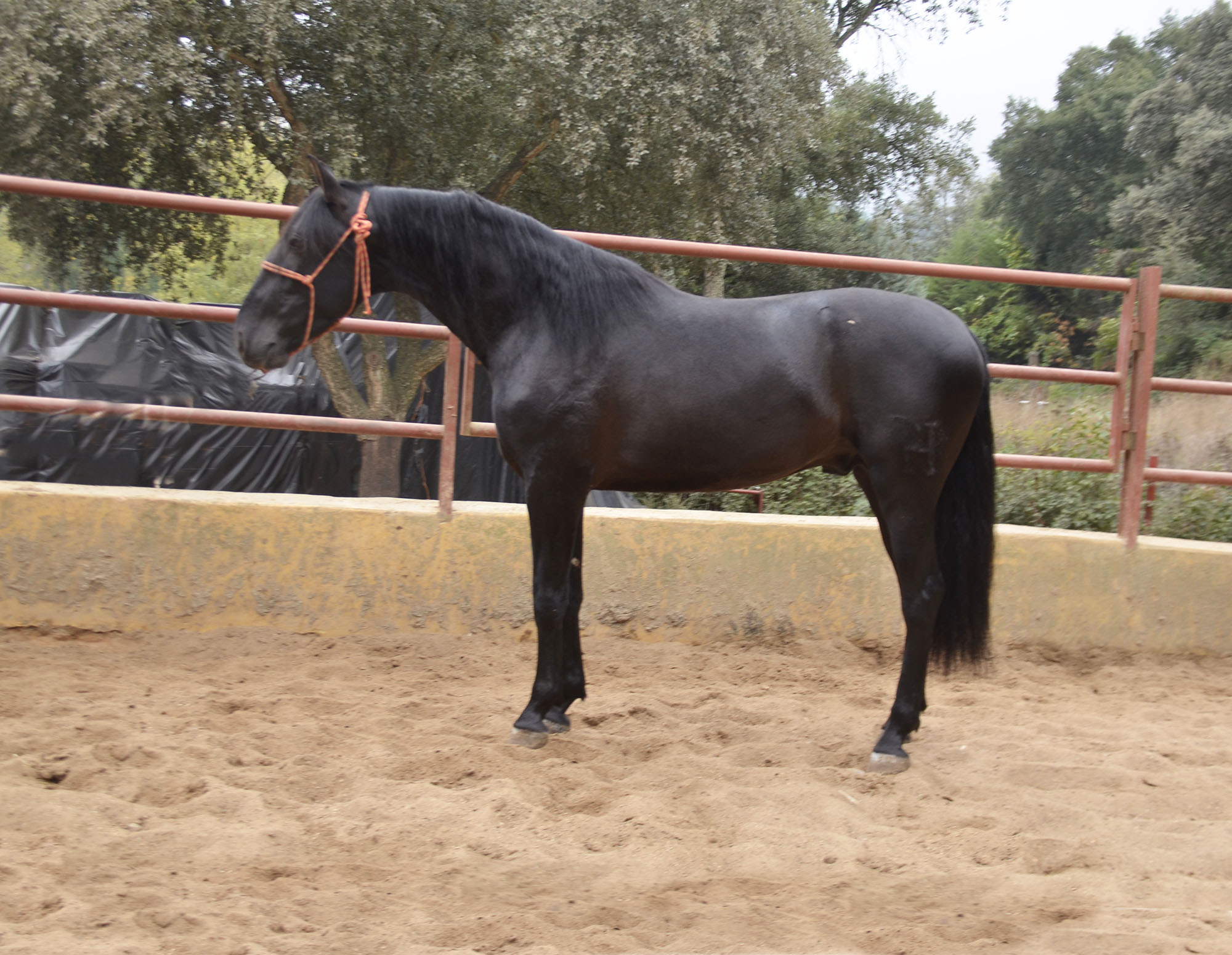 Caballo en Venta