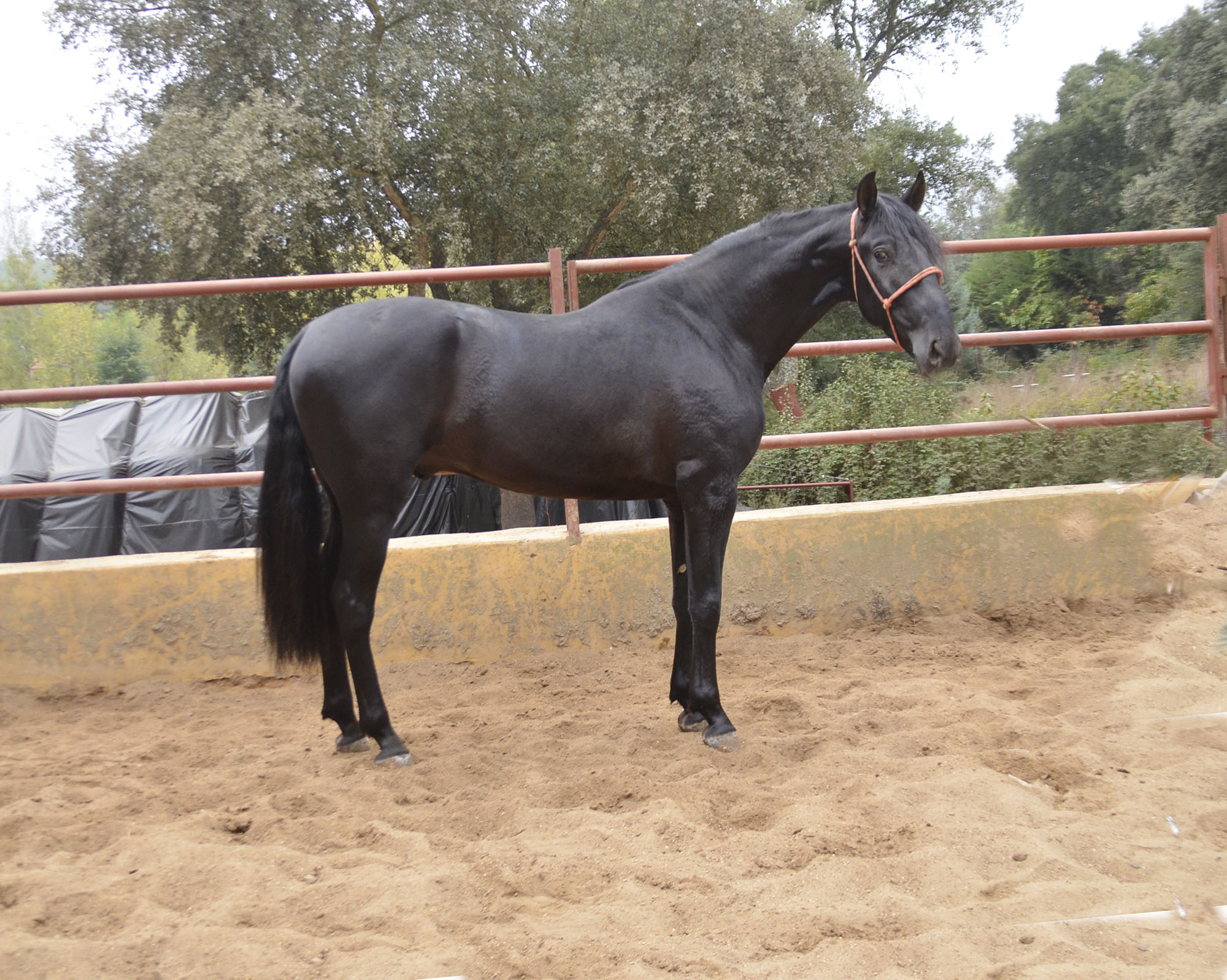 Caballo en Venta