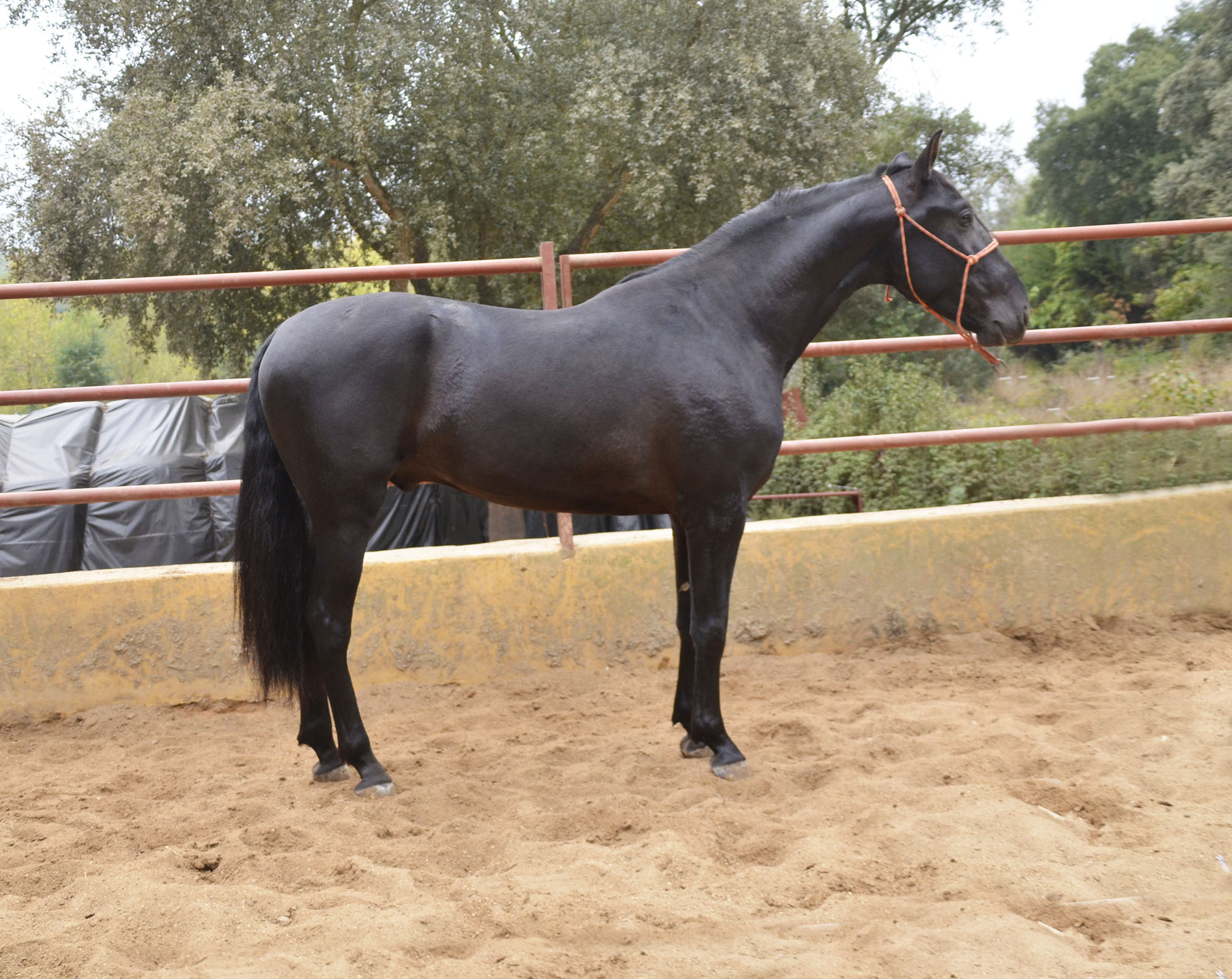 Caballo en Venta