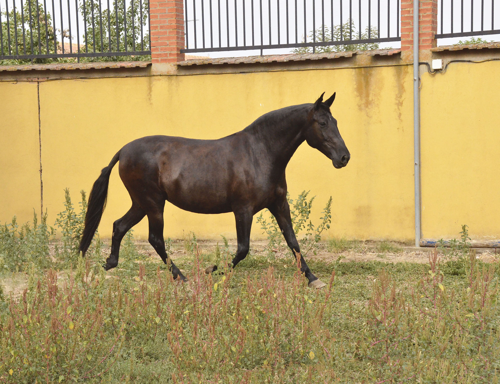 Listado de Yeguas en Venta