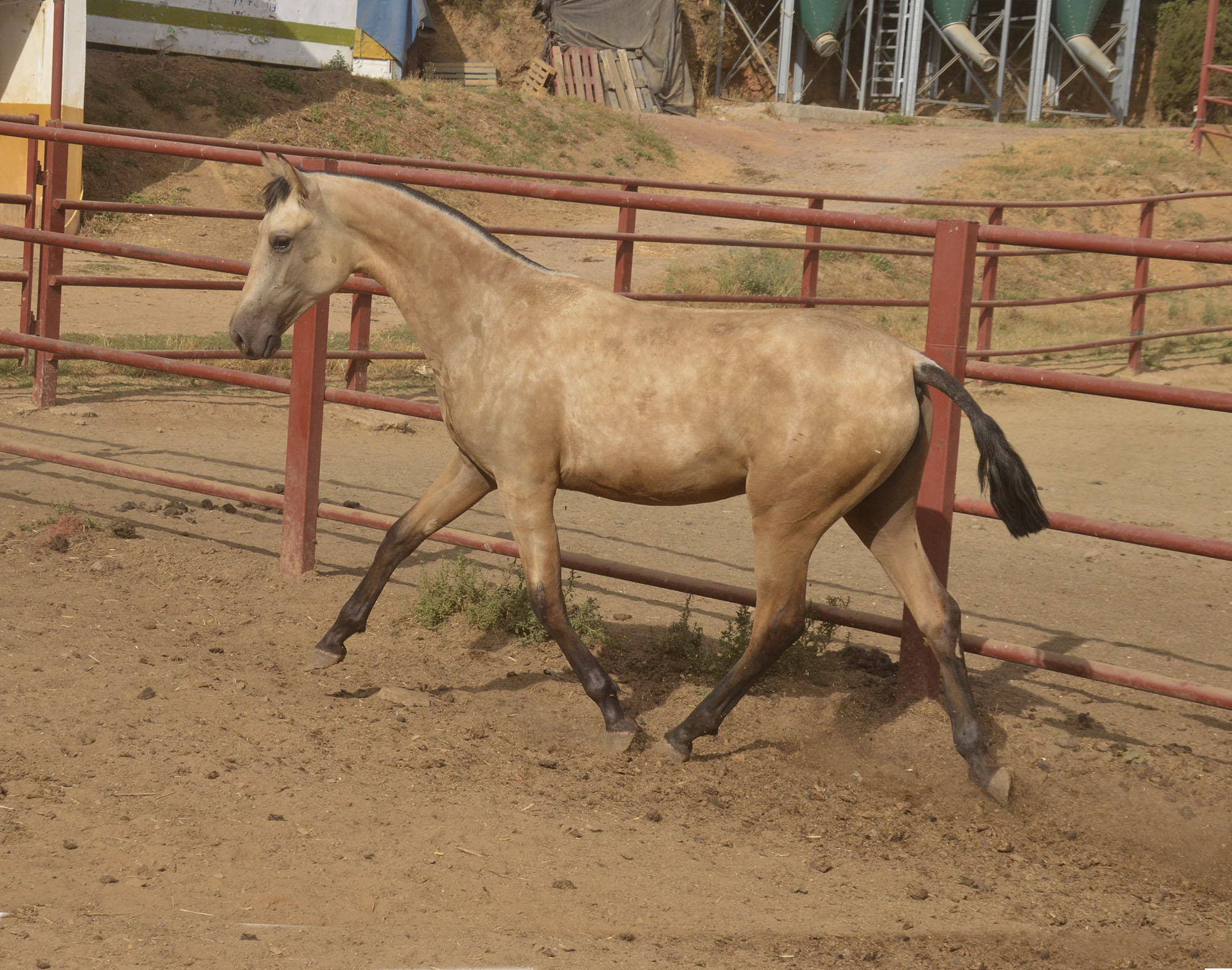 Comprar Caballo