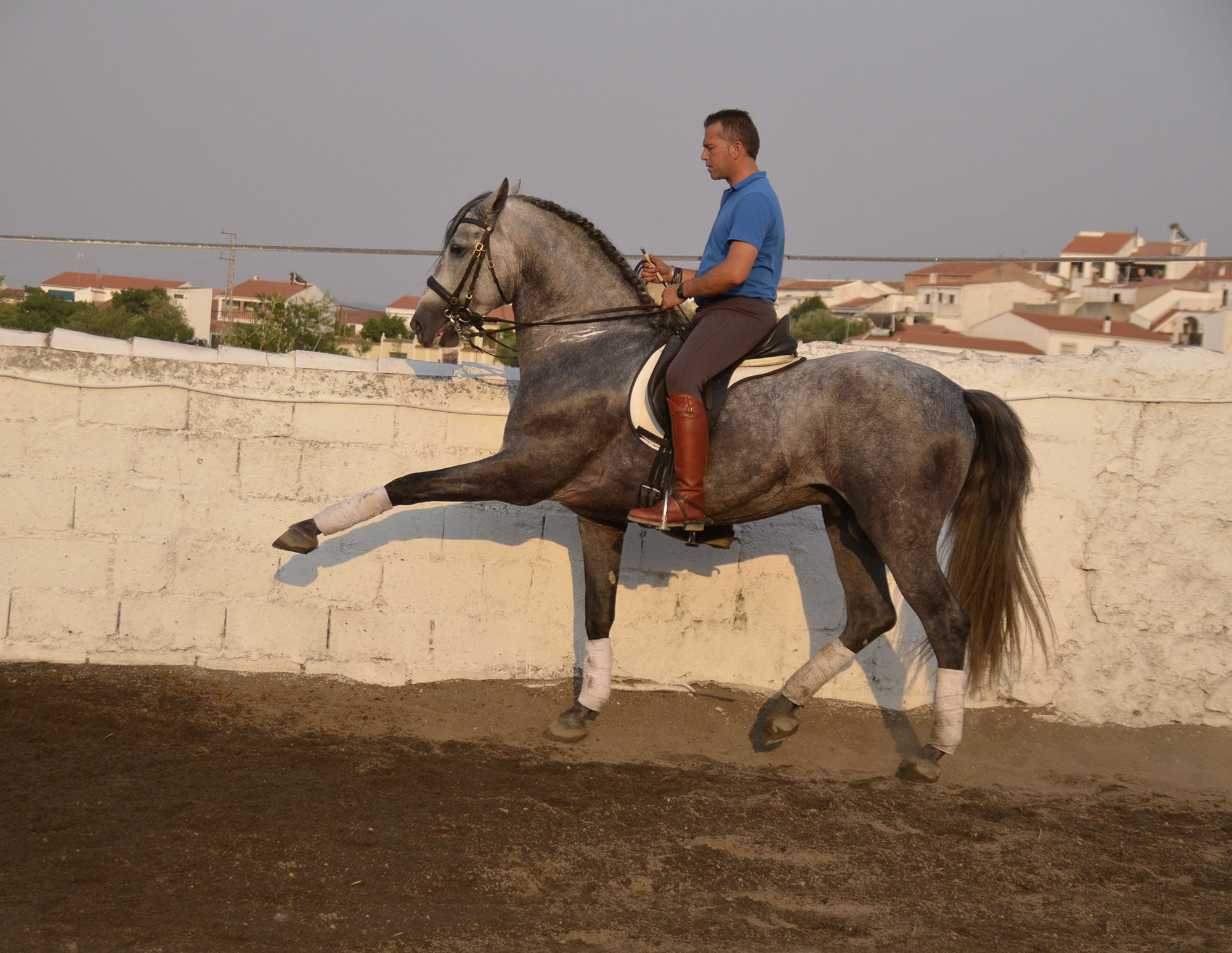 Listado de Caballos en Venta