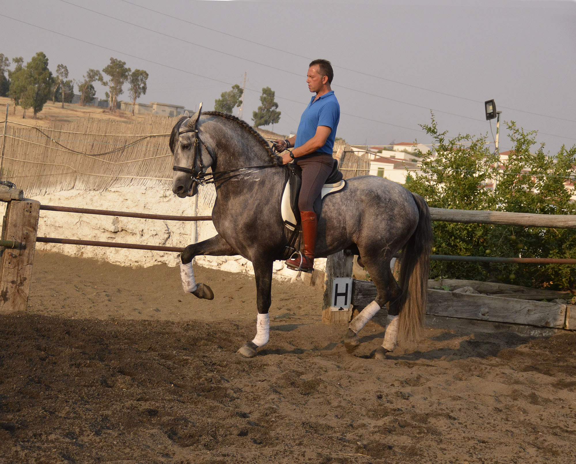 Listado de Caballos en Venta