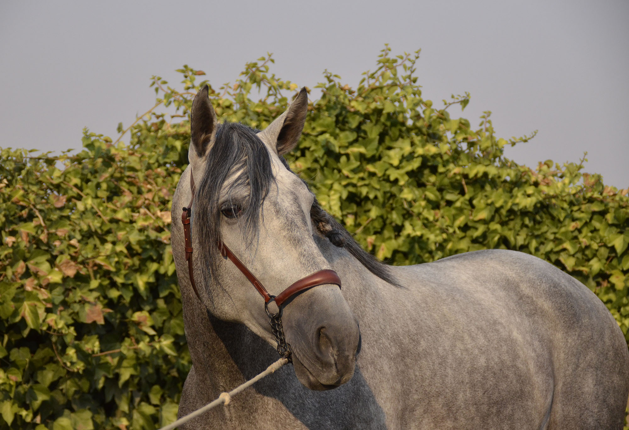Caballo en Venta