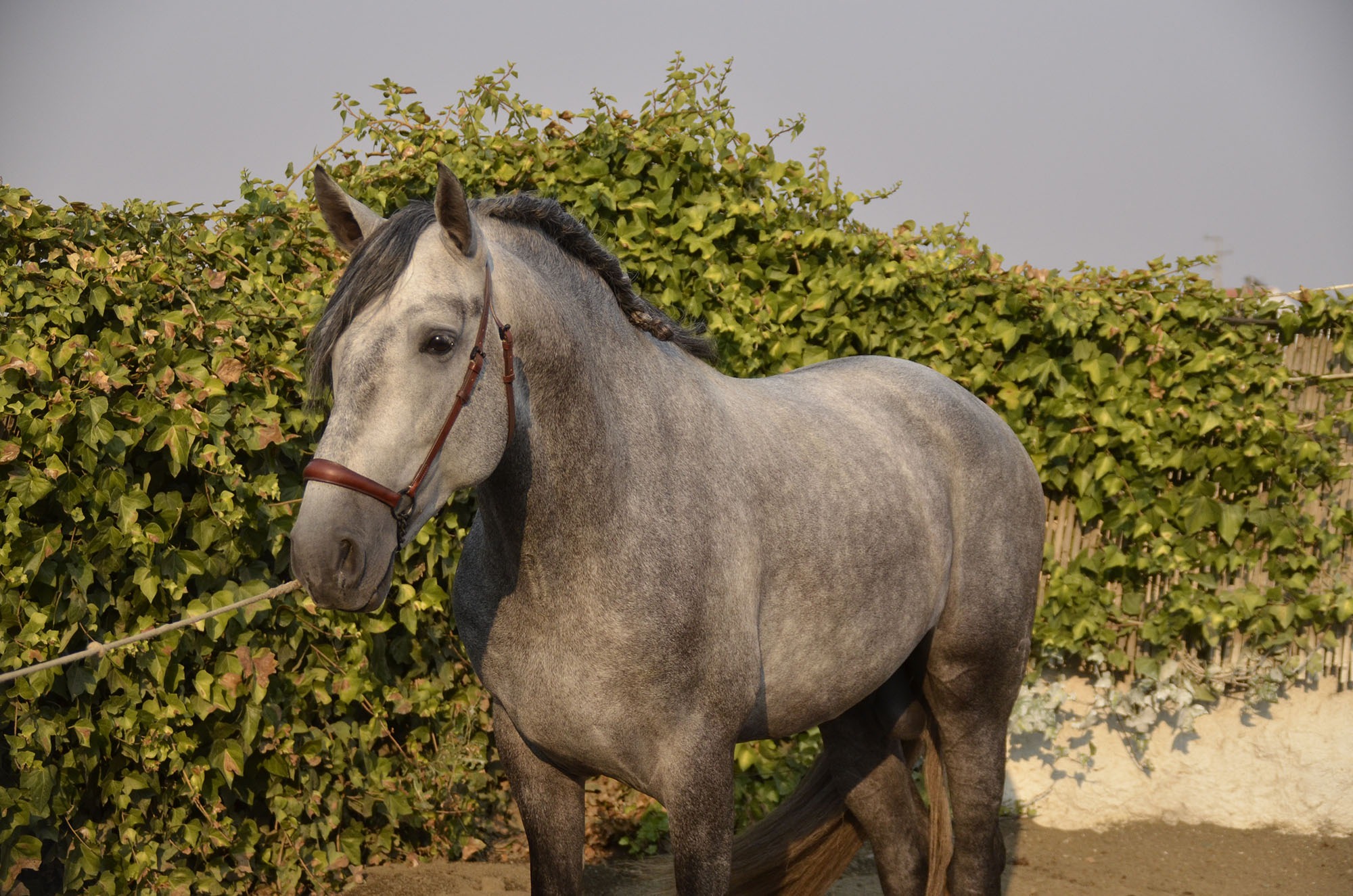 Caballo en Venta